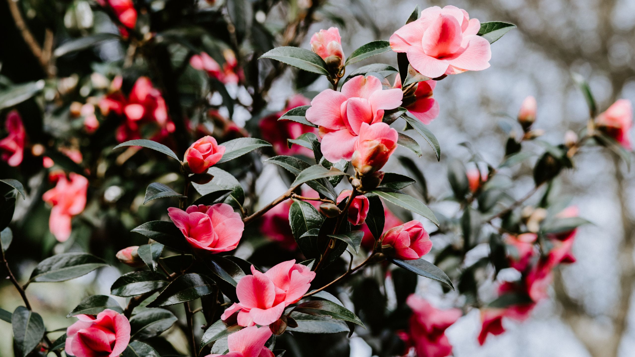 Pink Camellia Wallpapers - Wallpaper Cave