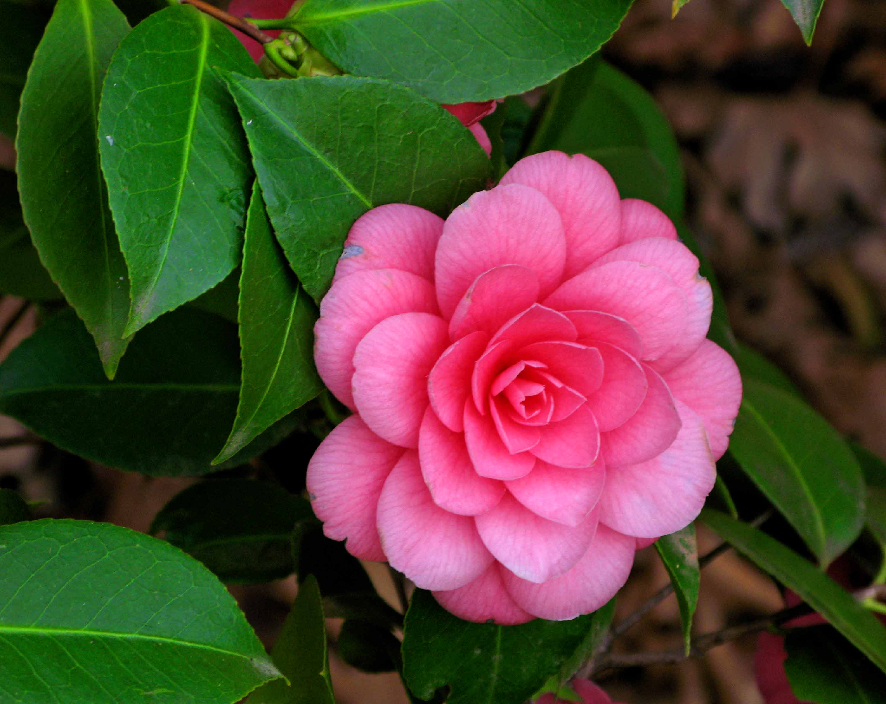 Pink Camellia Wallpapers - Wallpaper Cave