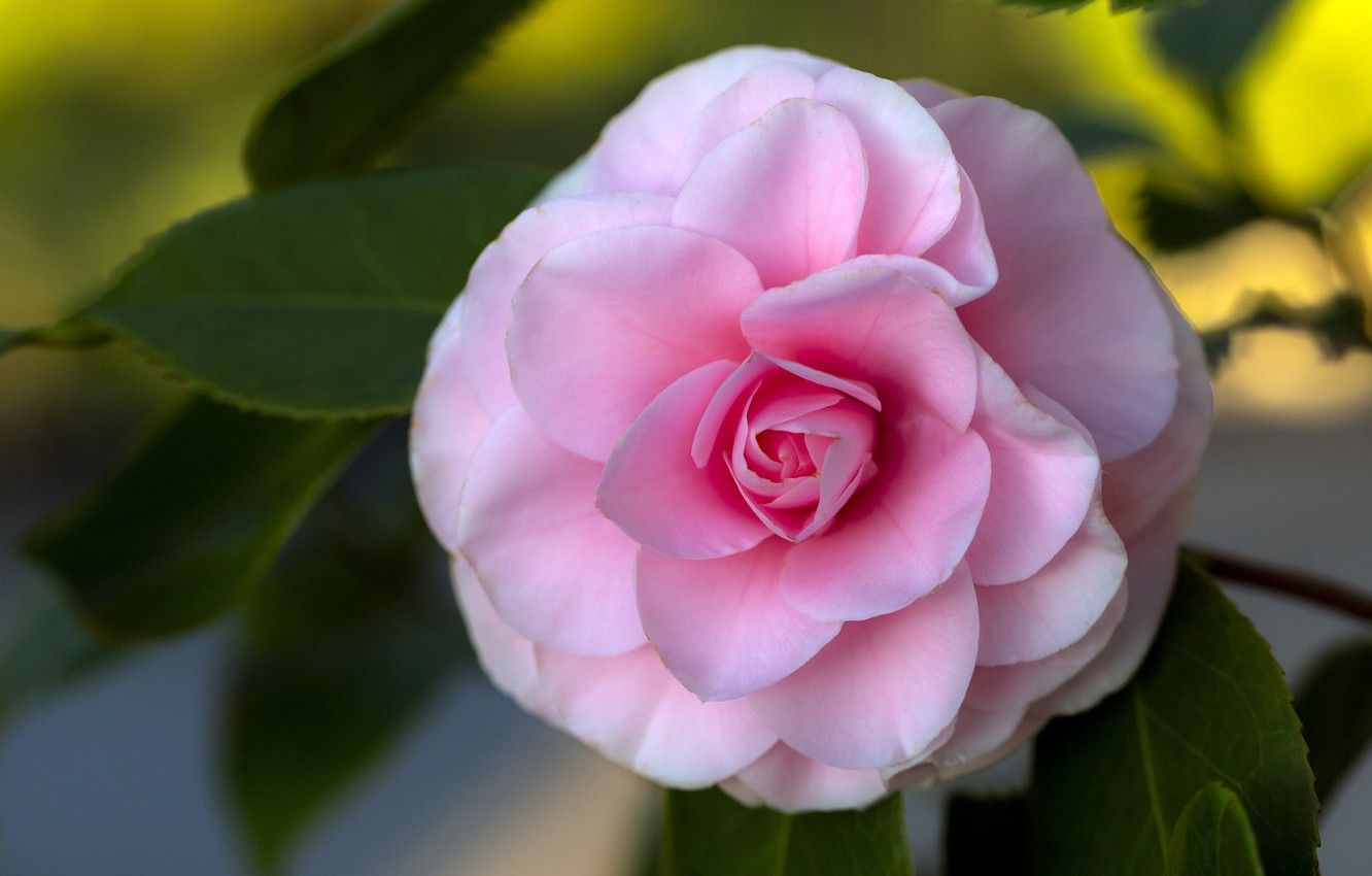 Pink Camellia Wallpapers - Wallpaper Cave