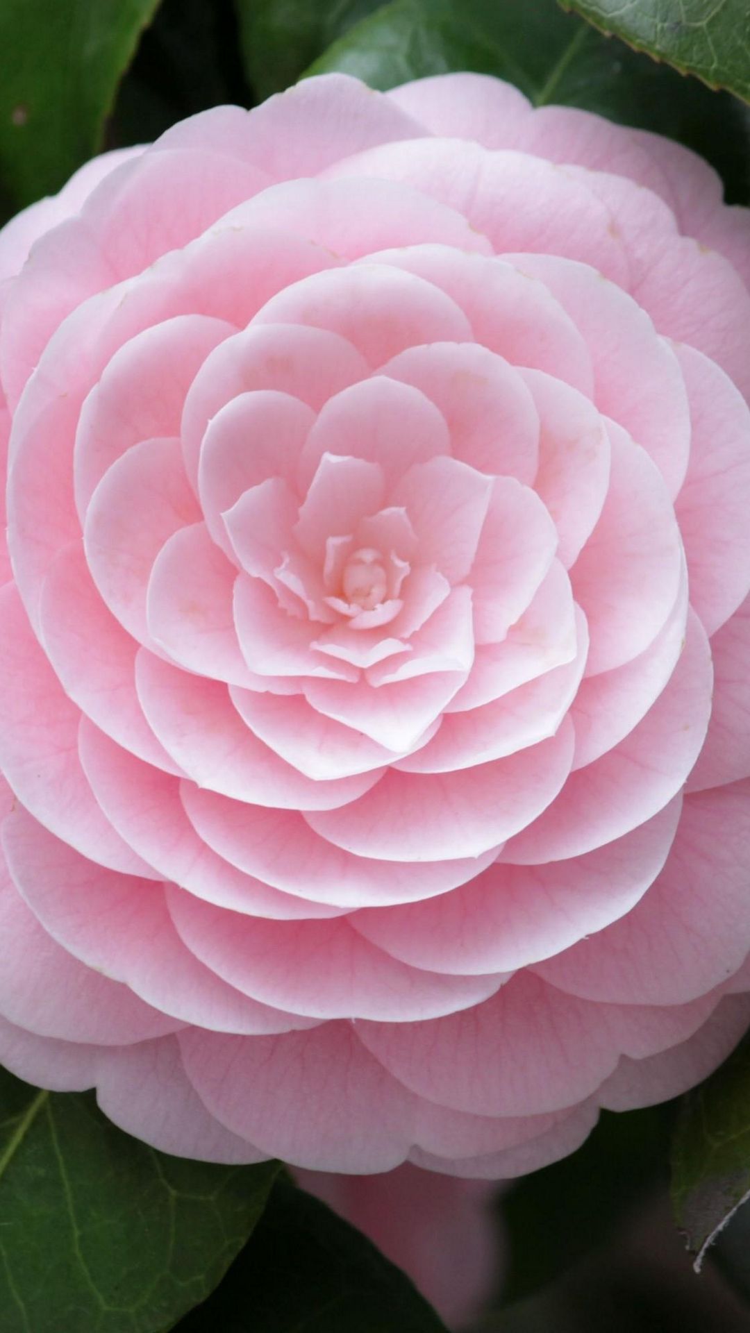 Pink Camellia Wallpapers - Wallpaper Cave