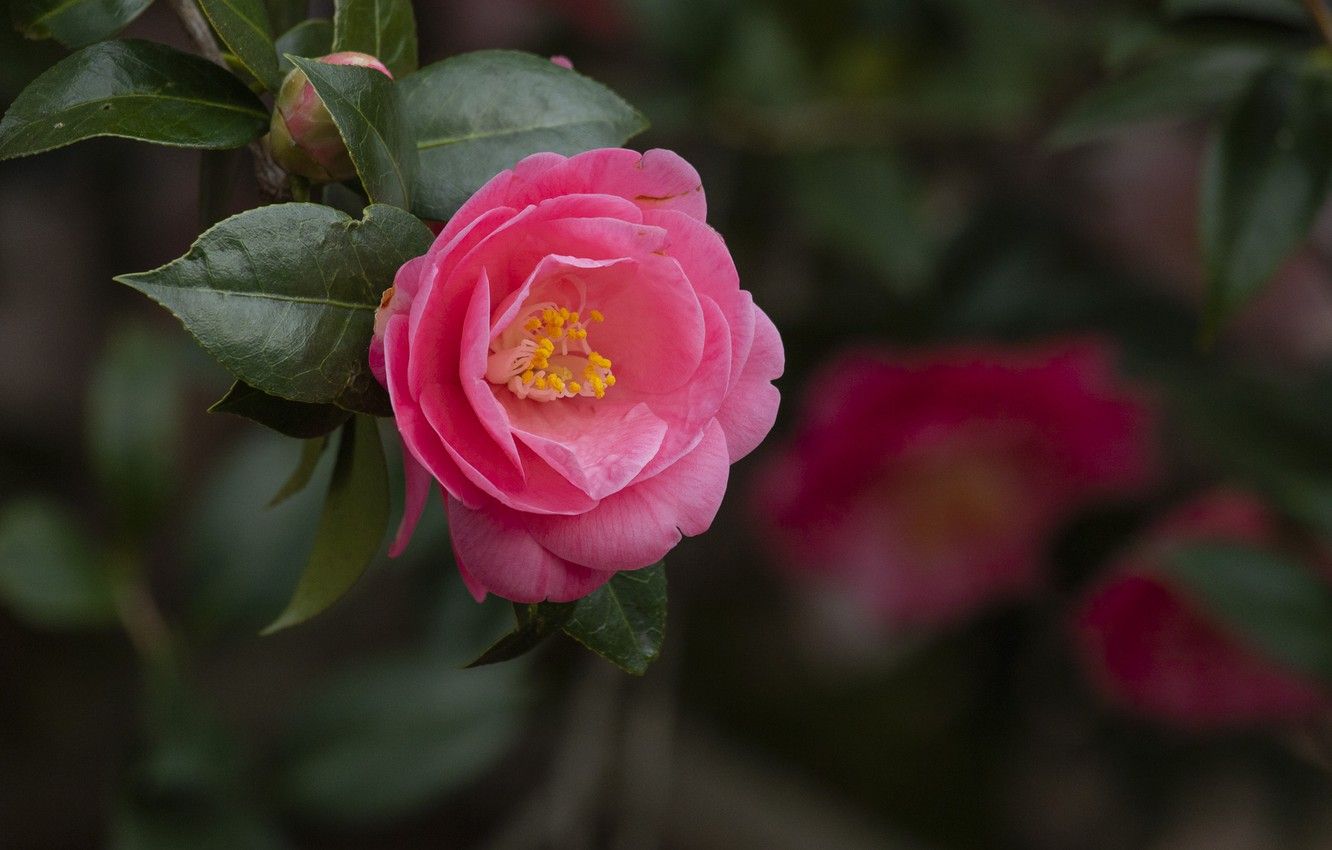 Pink Camellia Wallpapers - Wallpaper Cave