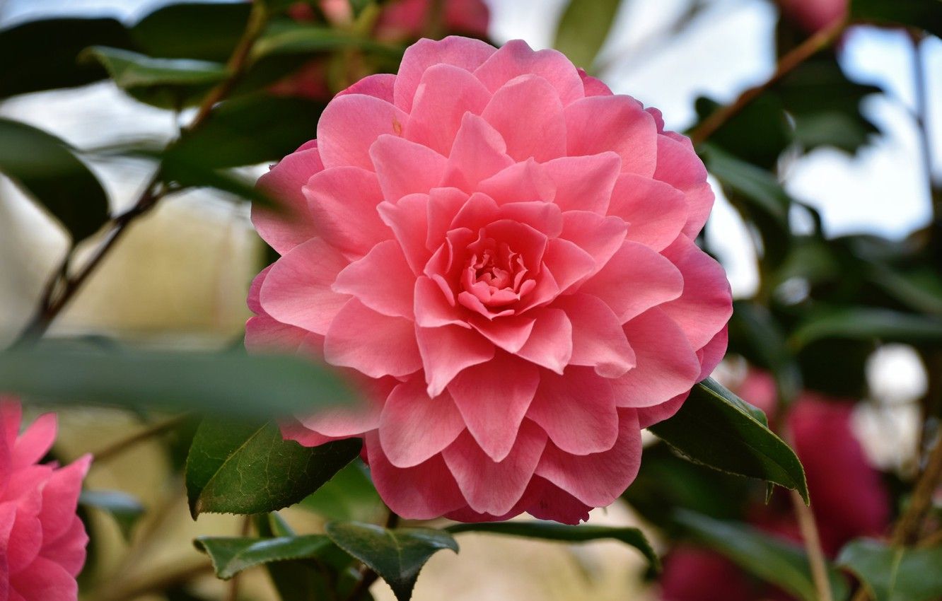 Pink Camellia Wallpapers - Wallpaper Cave