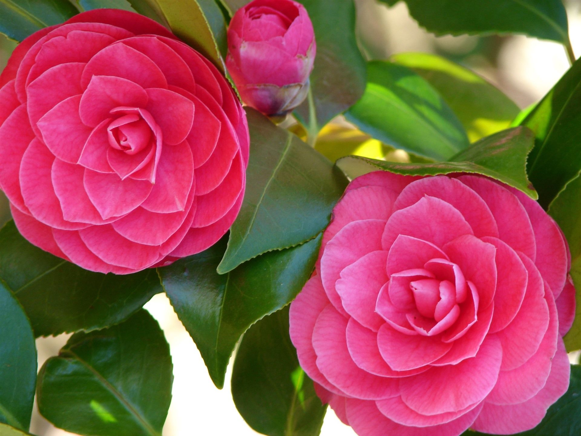 Pink Camellia Wallpapers - Wallpaper Cave