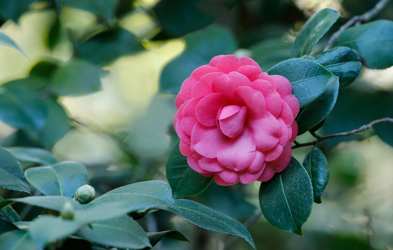 Wallpaper leaves, pink, Camellia image for desktop, section цветы