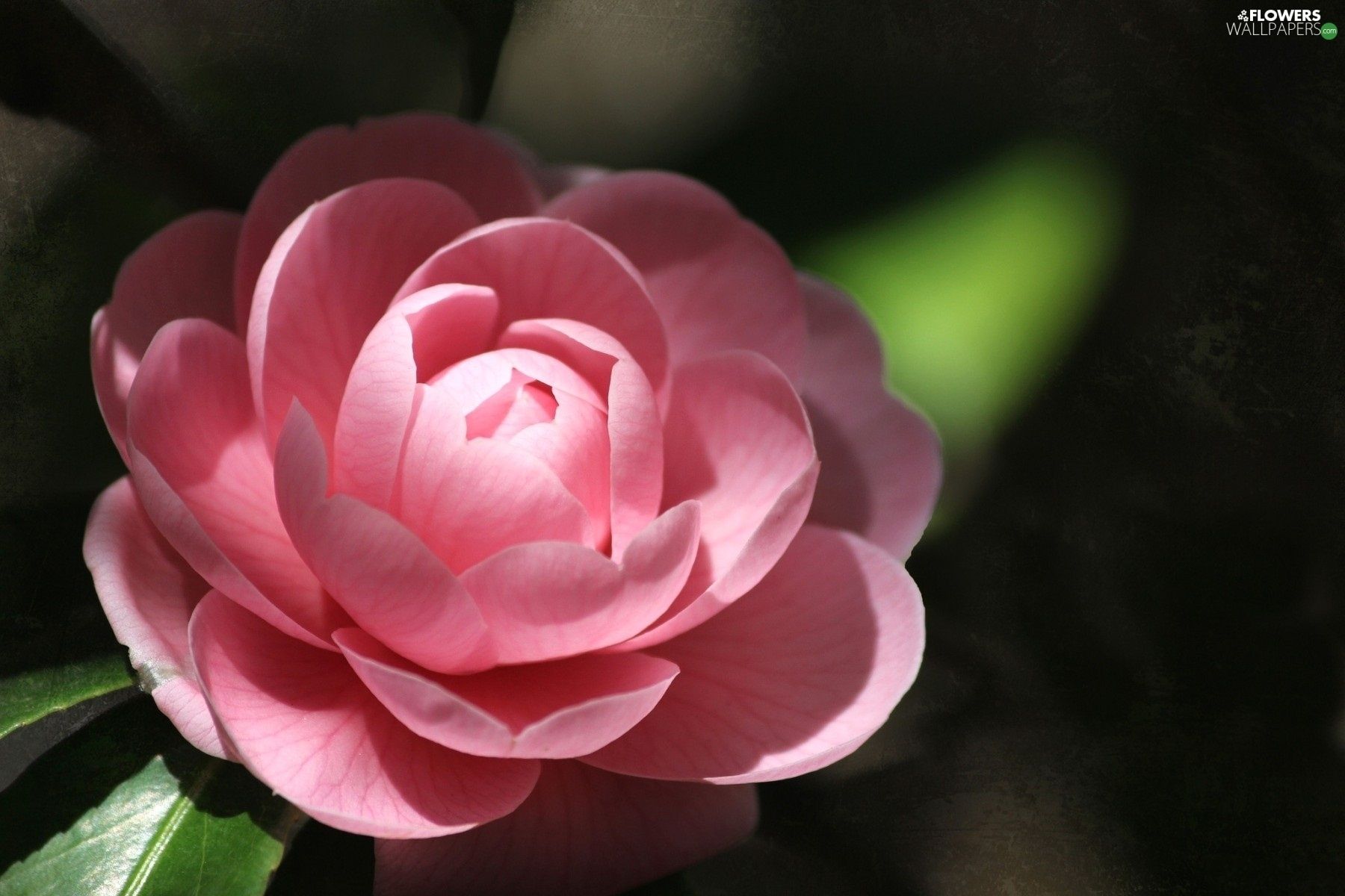 Pink Camellia Wallpapers - Wallpaper Cave