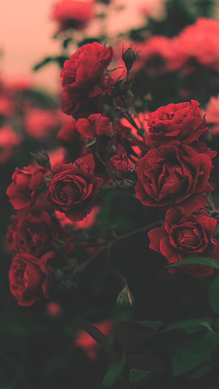 A Dozen Red Roses iPhone Wallpaper for Valentine's Day