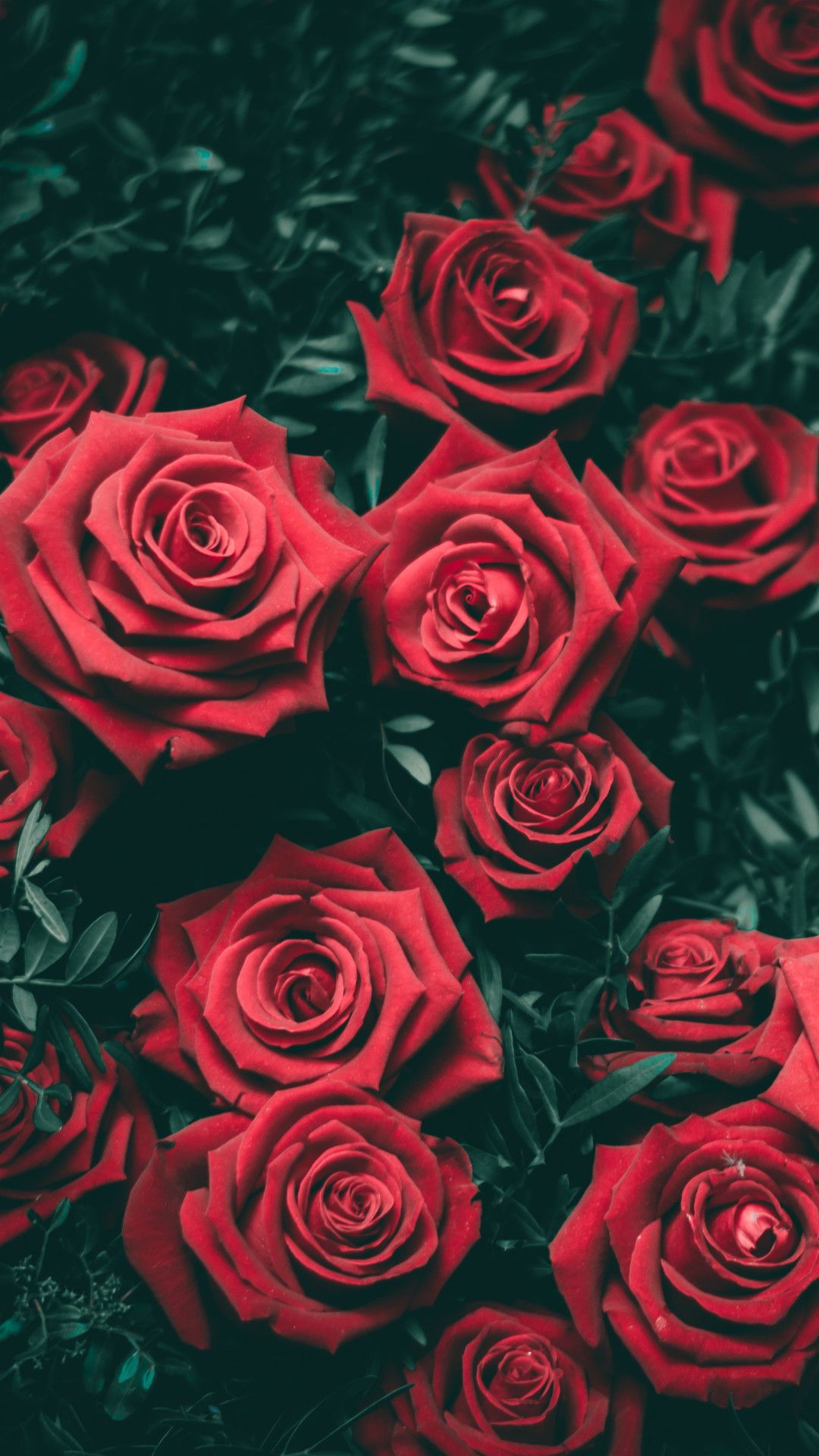 roses wallpaper iphone 6 لم يسبق له مثيل الصور + tier3.xyz