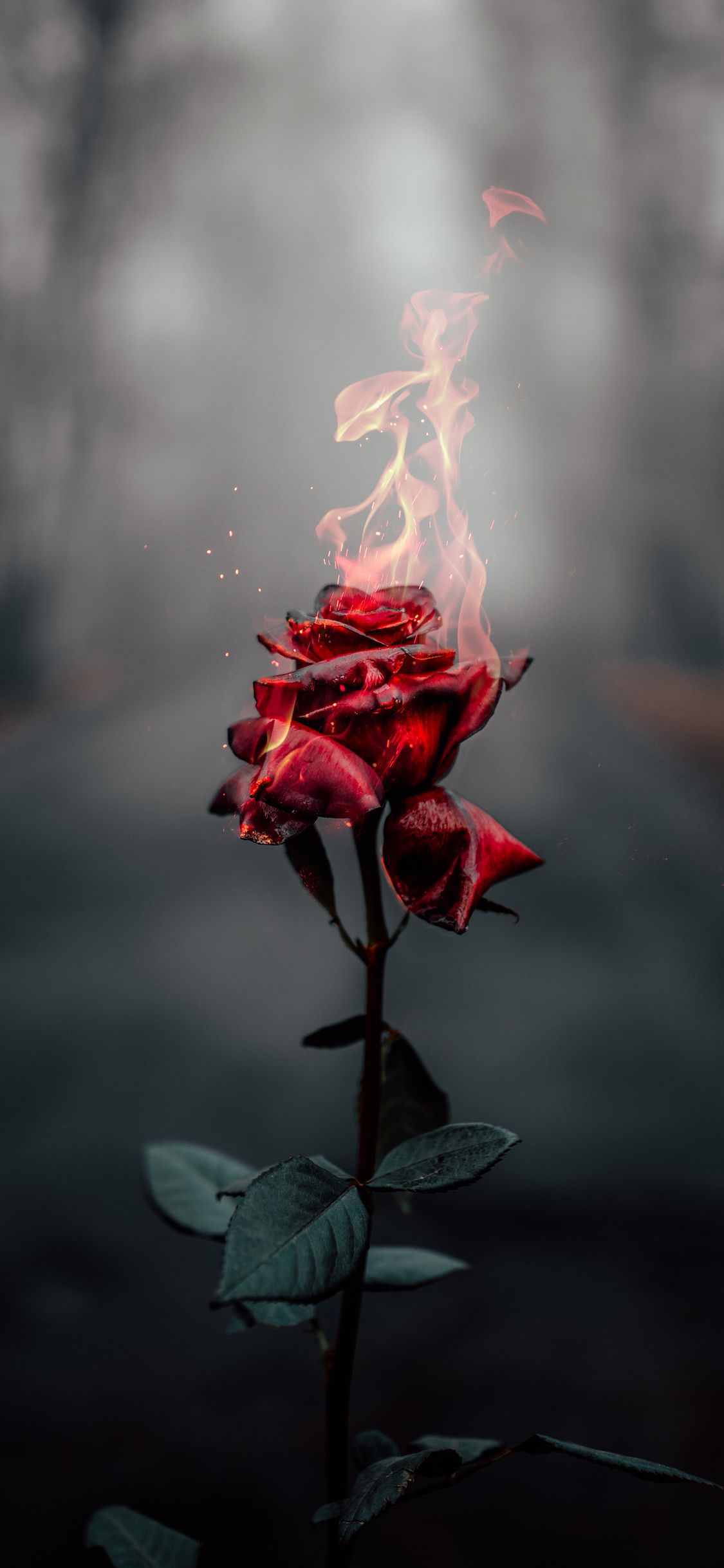 Burning Rose 4k iPhone XS, iPhone iPhone X HD 4k Wallpaper, Image, Background, Photo and Picture
