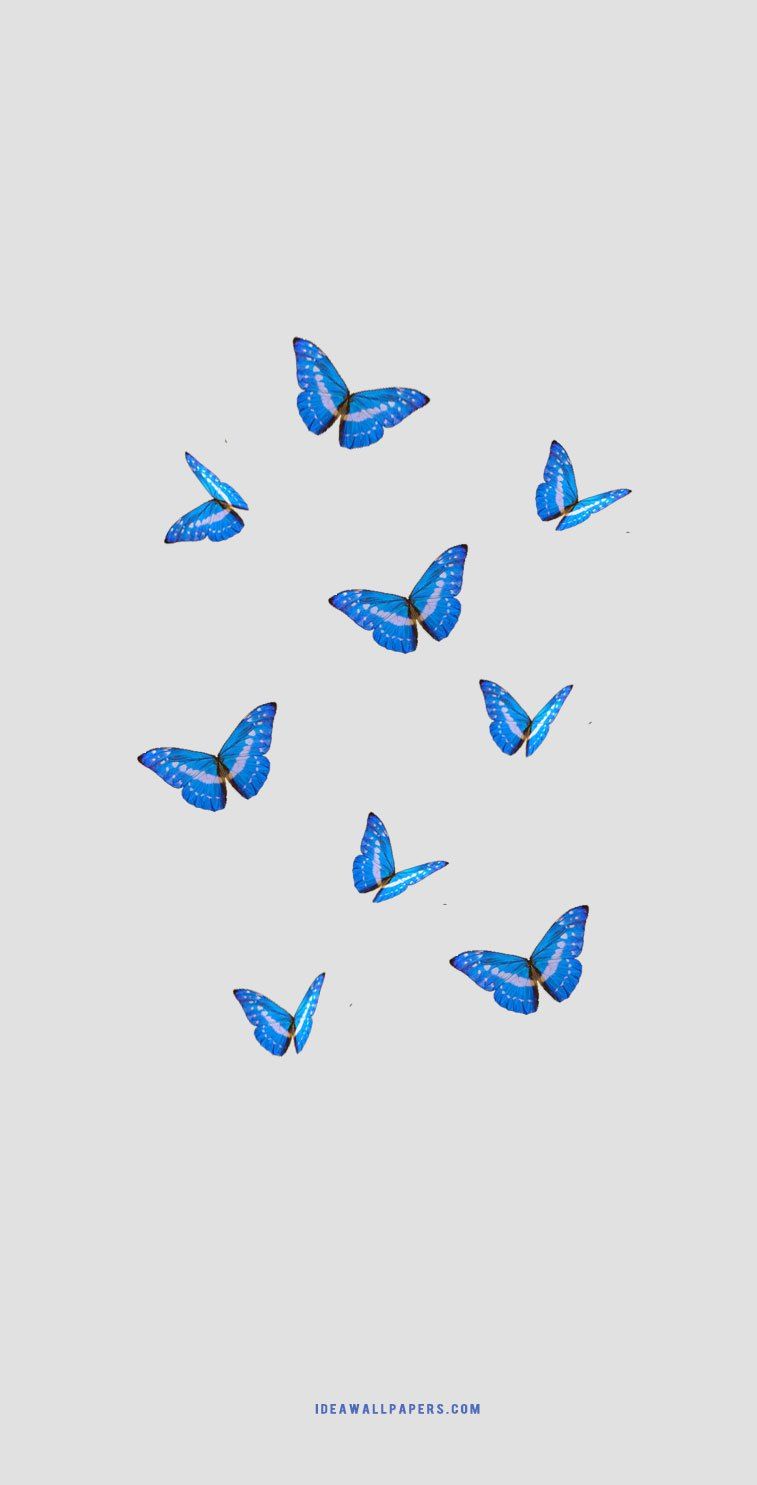 Beautiful Butterfly HD wallpapers for mobile screen Butterfly  Wallpaper   new wallpa  Butterfly wallpaper Butterfly wallpaper iphone Blue  butterfly wallpaper