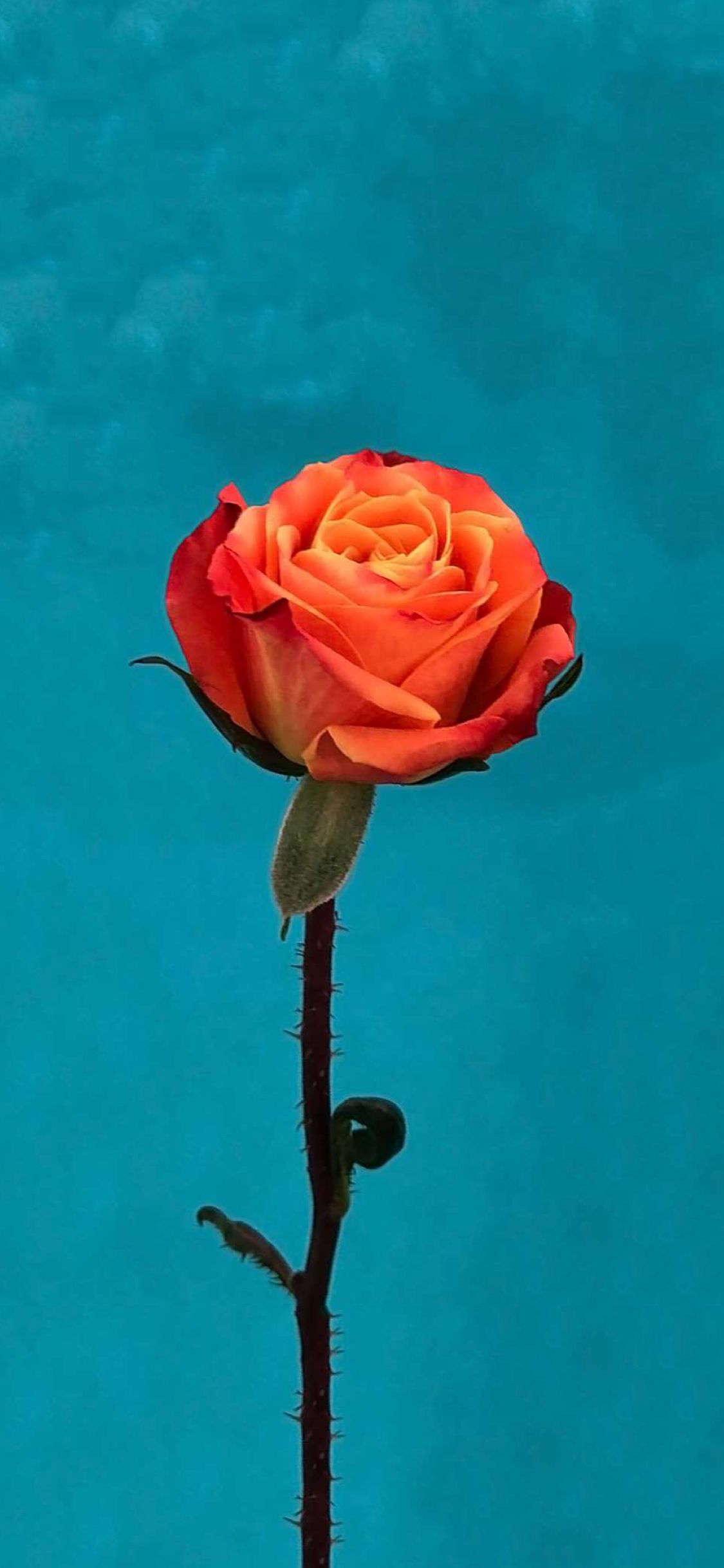 Ios 11 Orange Rose Wallpaper Flower Wallpaper iPhone