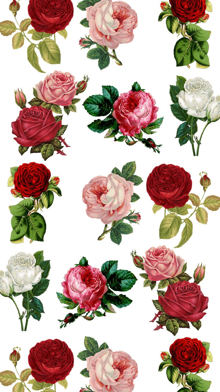 Rose IPhone Wallpaper Free Rose I
