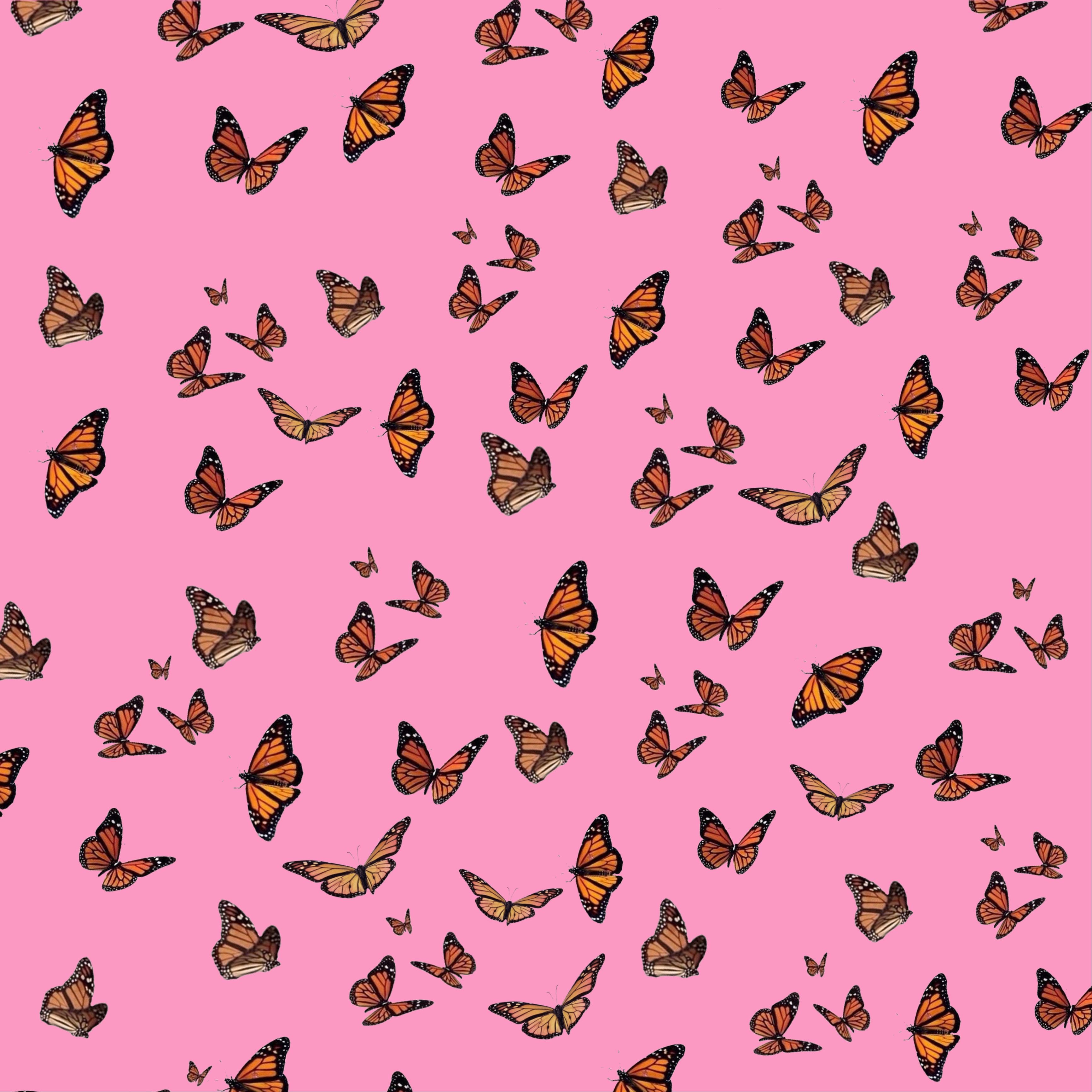 wallpaper wallpaperedit butterfly Image
