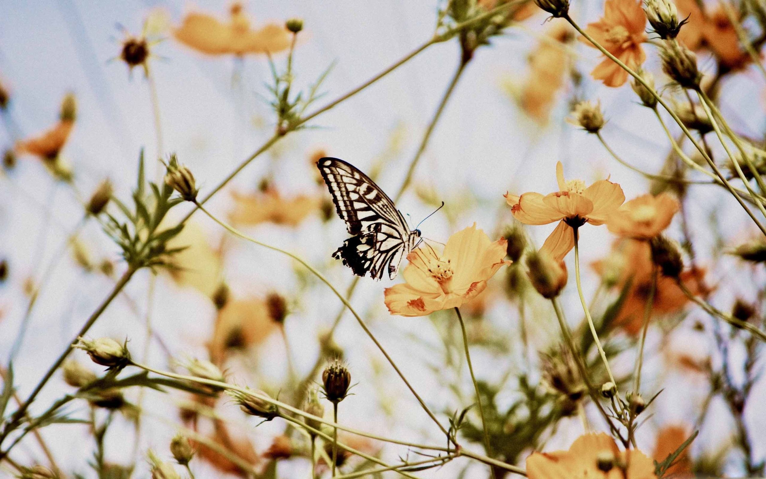 15 Selected butterfly aesthetic wallpaper desktop You Can Use It For ...