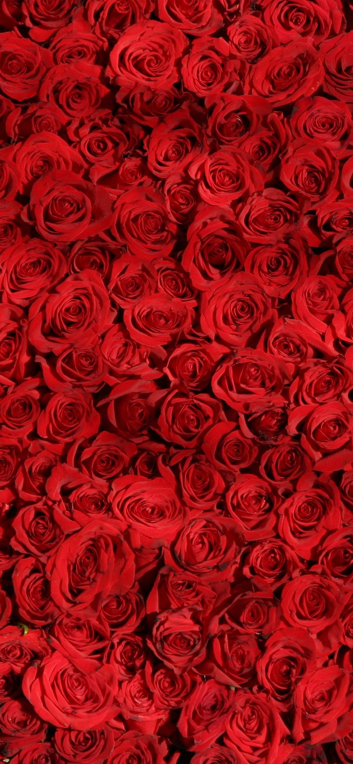 iPhone X wallpaper. rose red pattern flower