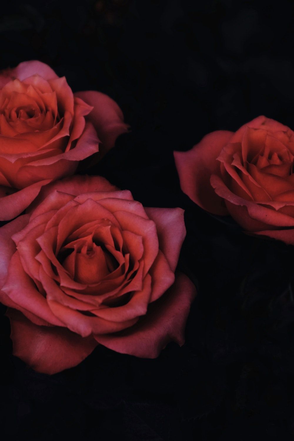 chiaroscuro photography of three red roses. Wallpaper iphone