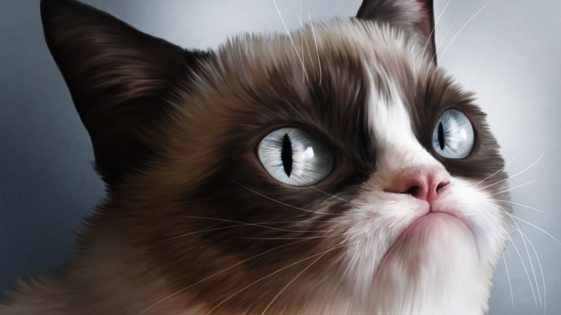 Angry Cat Free Desktop Wallpaper