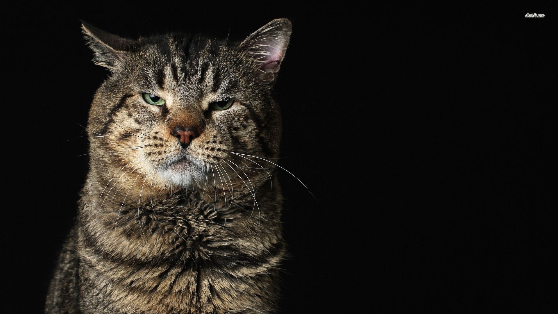 Mean Angry Cat Pc Wallpaper - vrogue.co