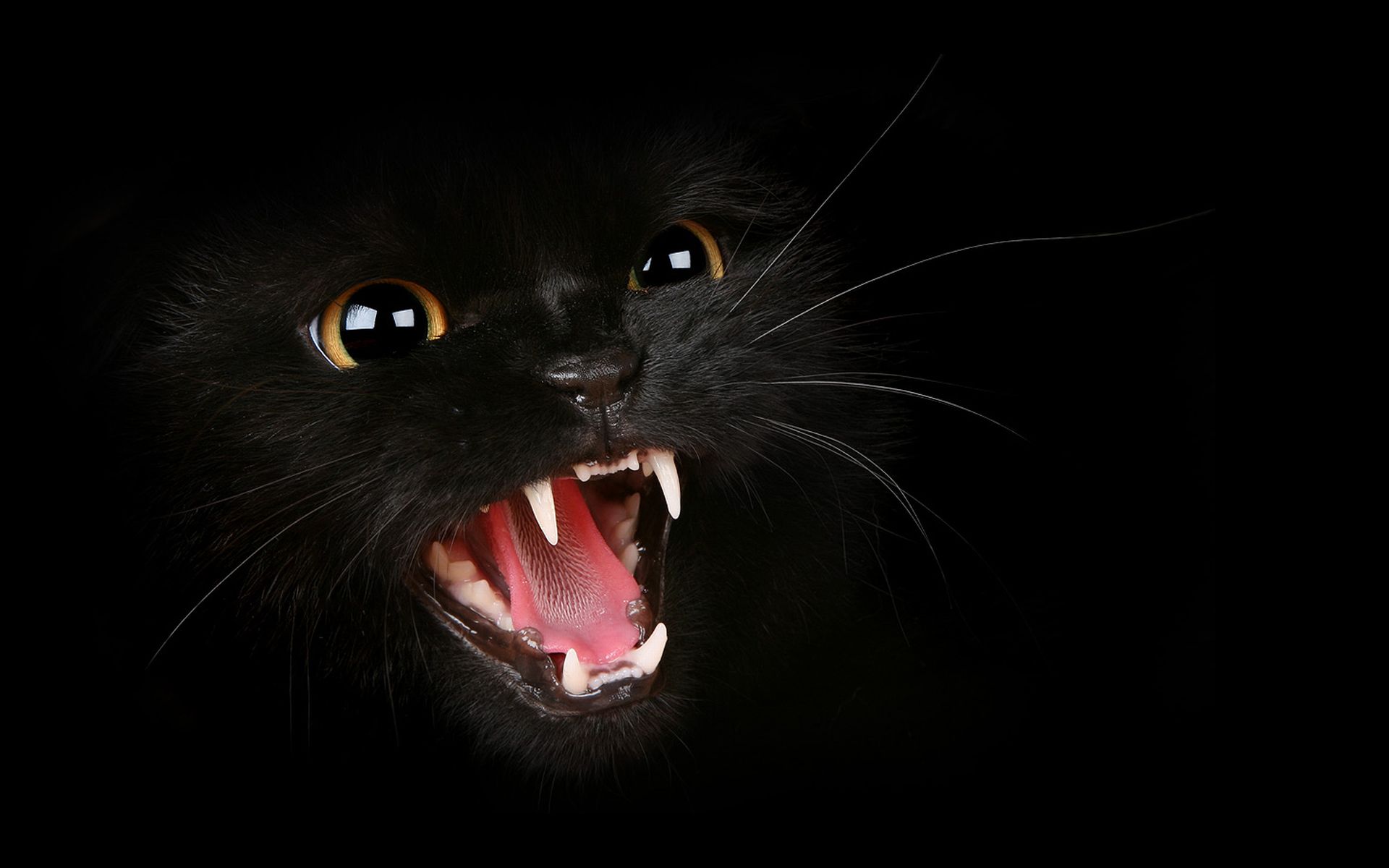 Black Angry Cat Wallpaperx1200