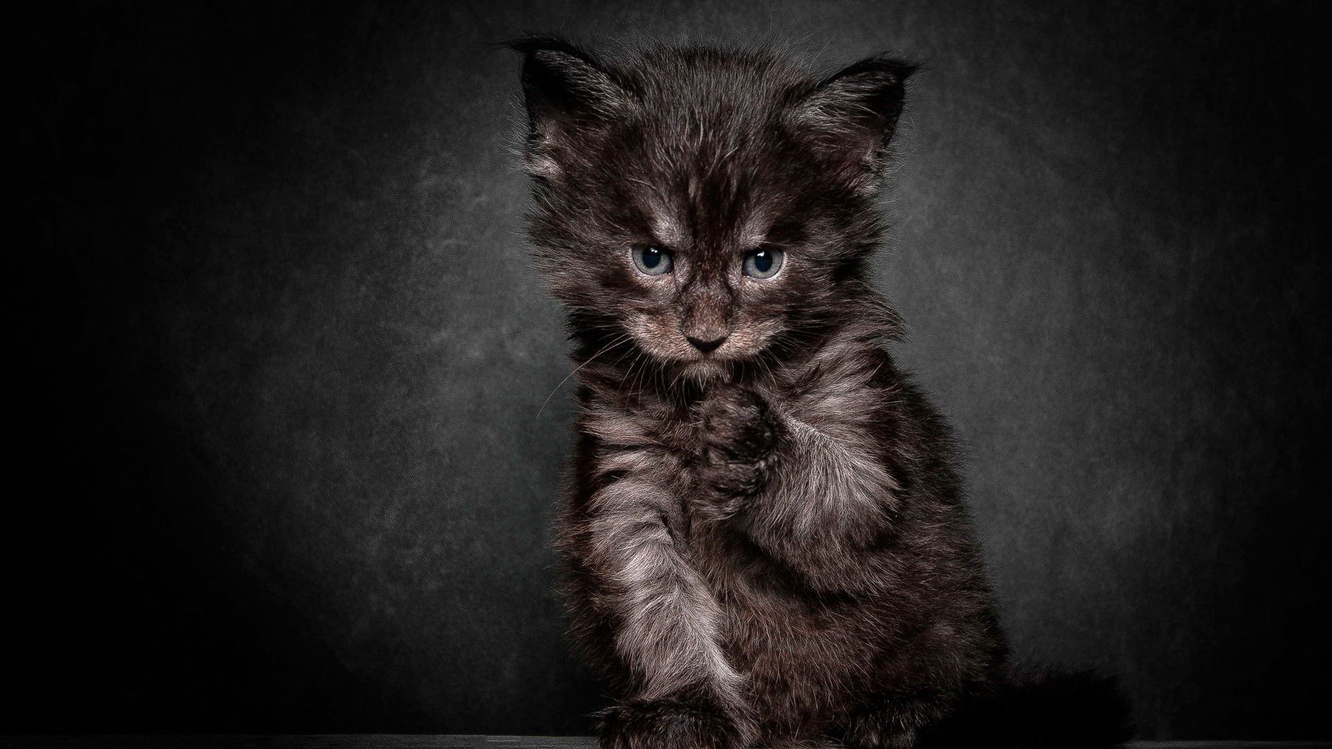 Angry black cat wallpaper and image, picture, photo