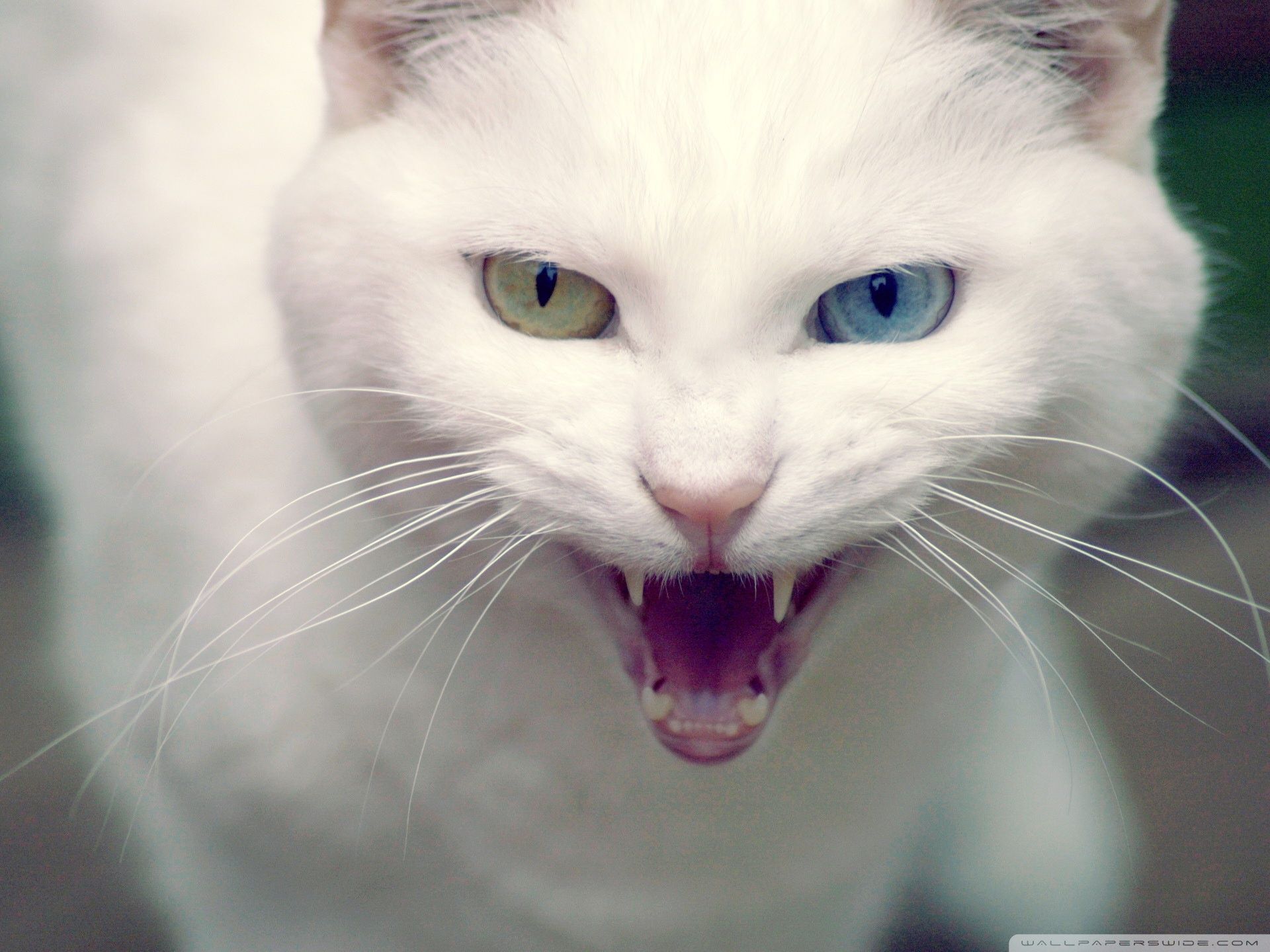 Angry Cat Ultra HD Desktop Background Wallpaper for 4K UHD TV