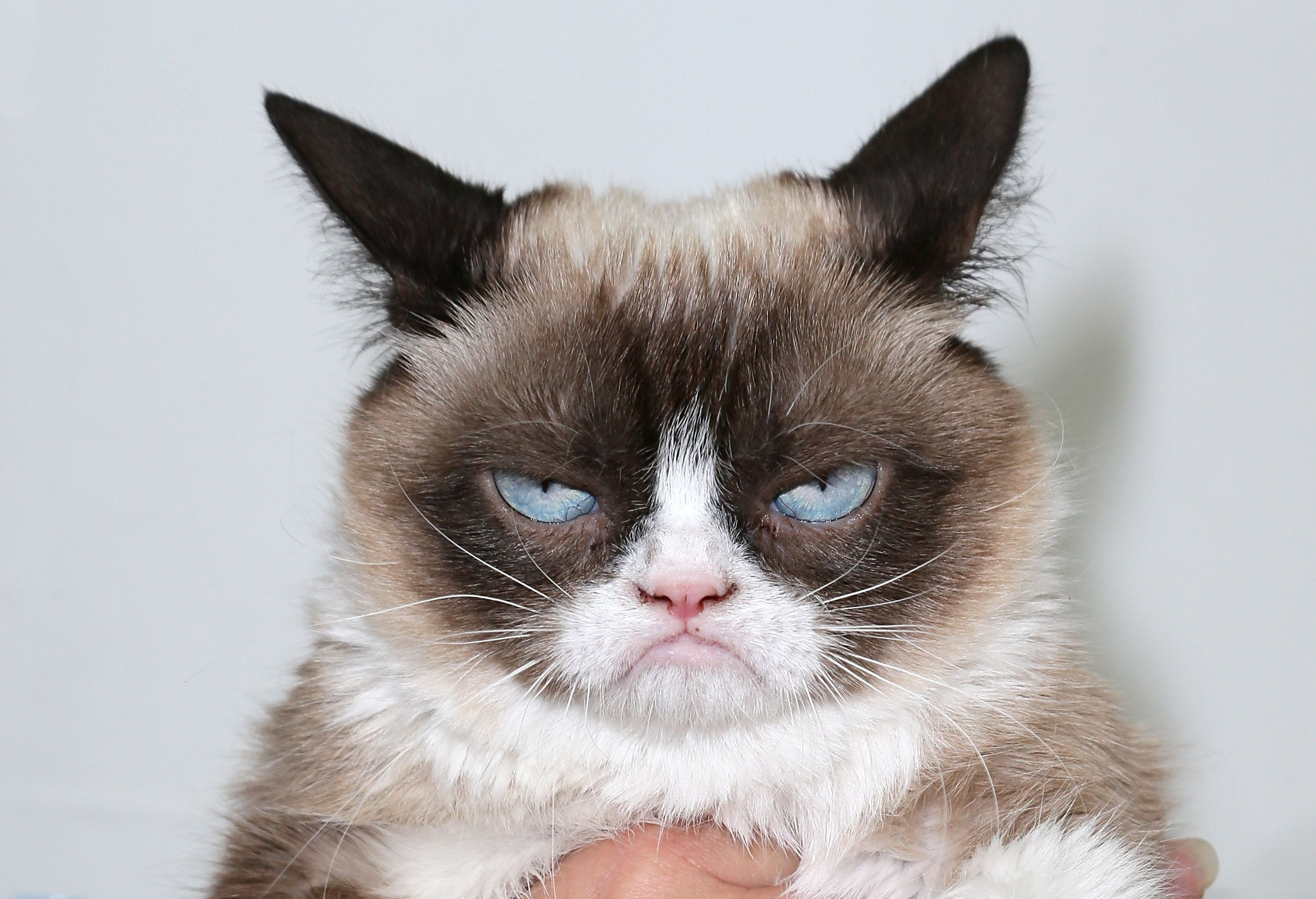 Grumpy Cat Wallpaper, HD Grumpy Cat