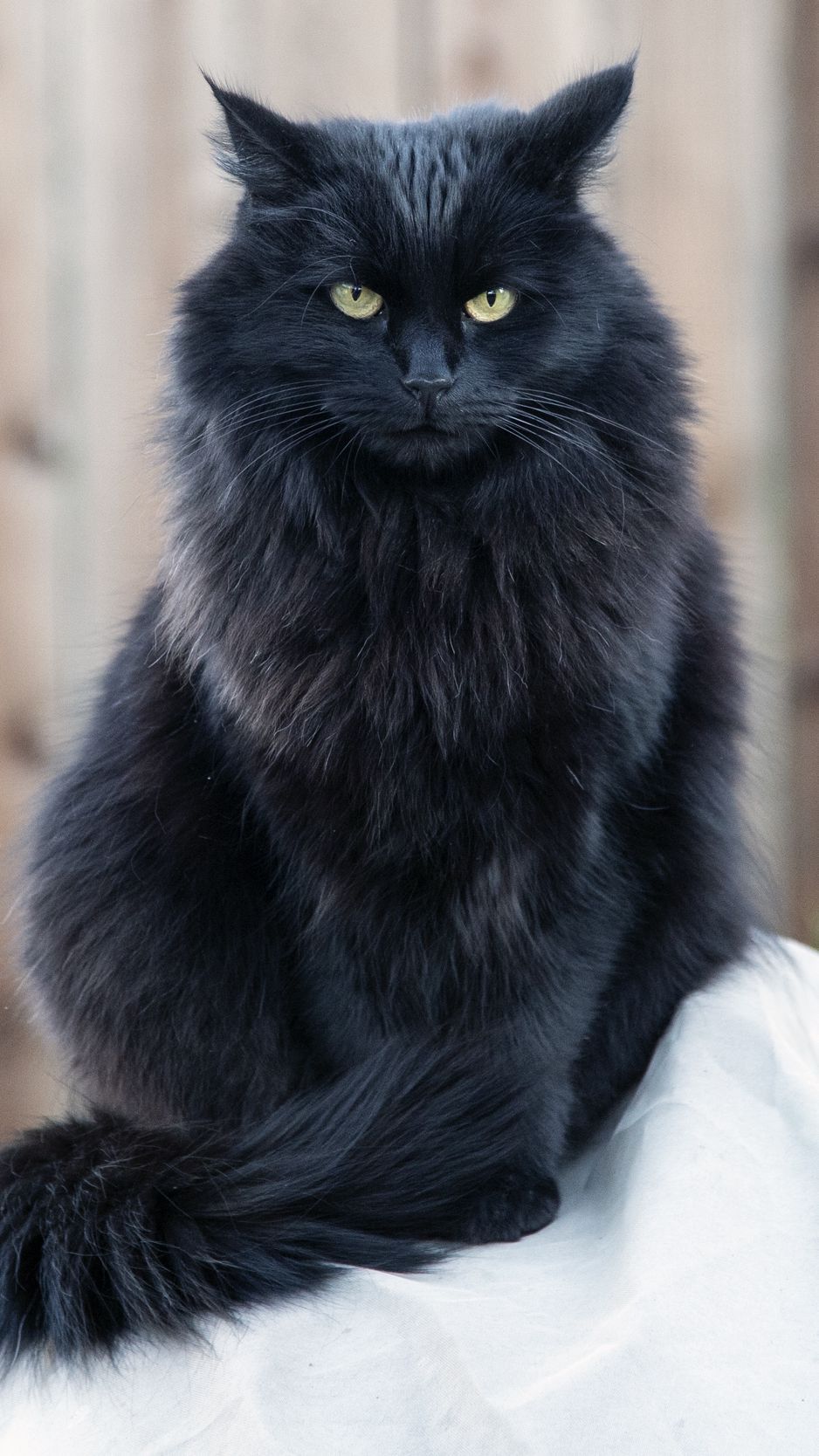 Download wallpaper 938x1668 cat, black cat, fluffy, sight, angry