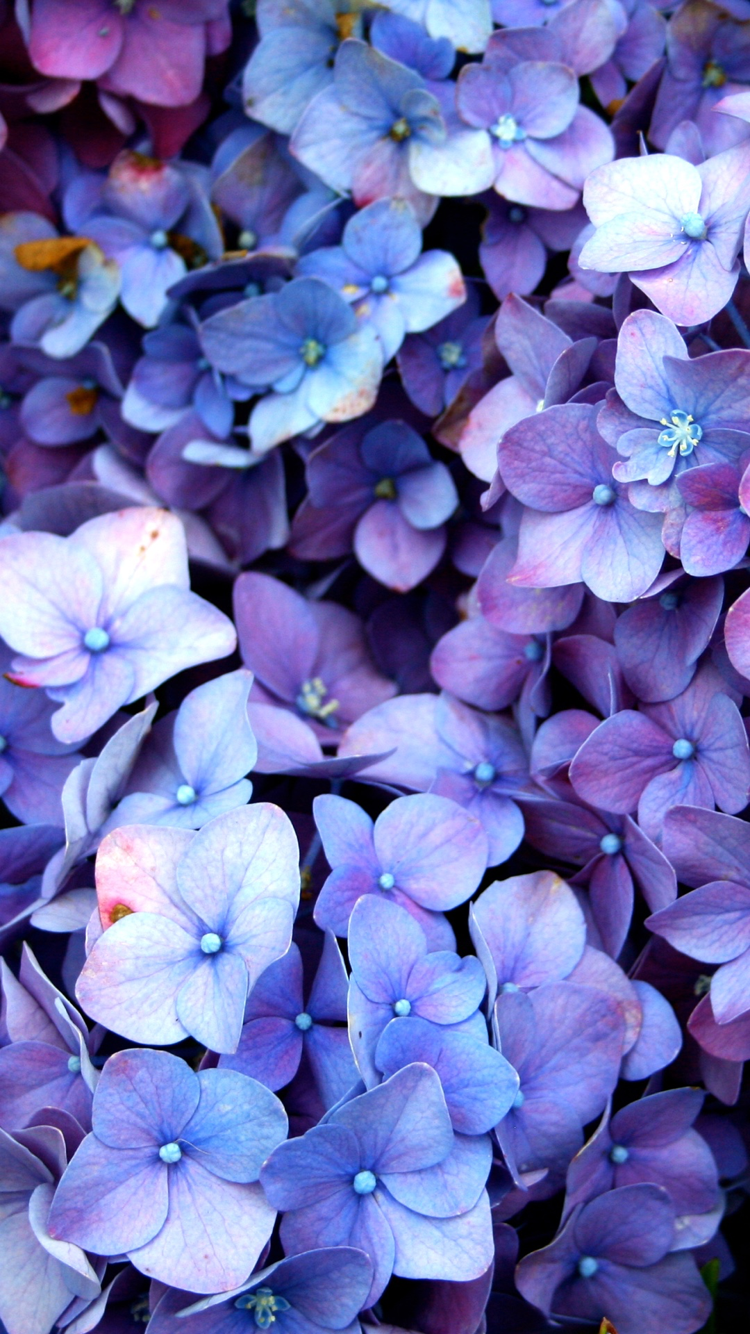 Blue and Purple Flowers Wallpaper Free Blue and Purple