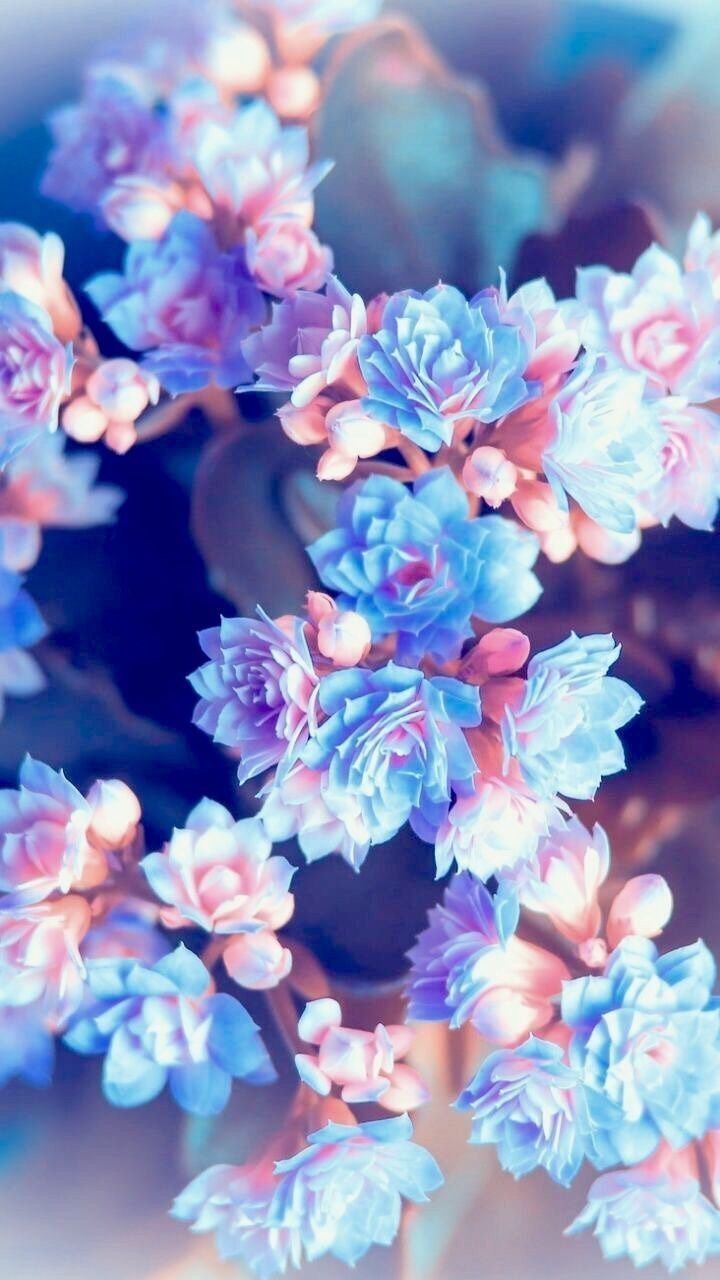 AMAZING FLOWERS LOCKSCREEN WALLPAPERS. Blue flower wallpaper