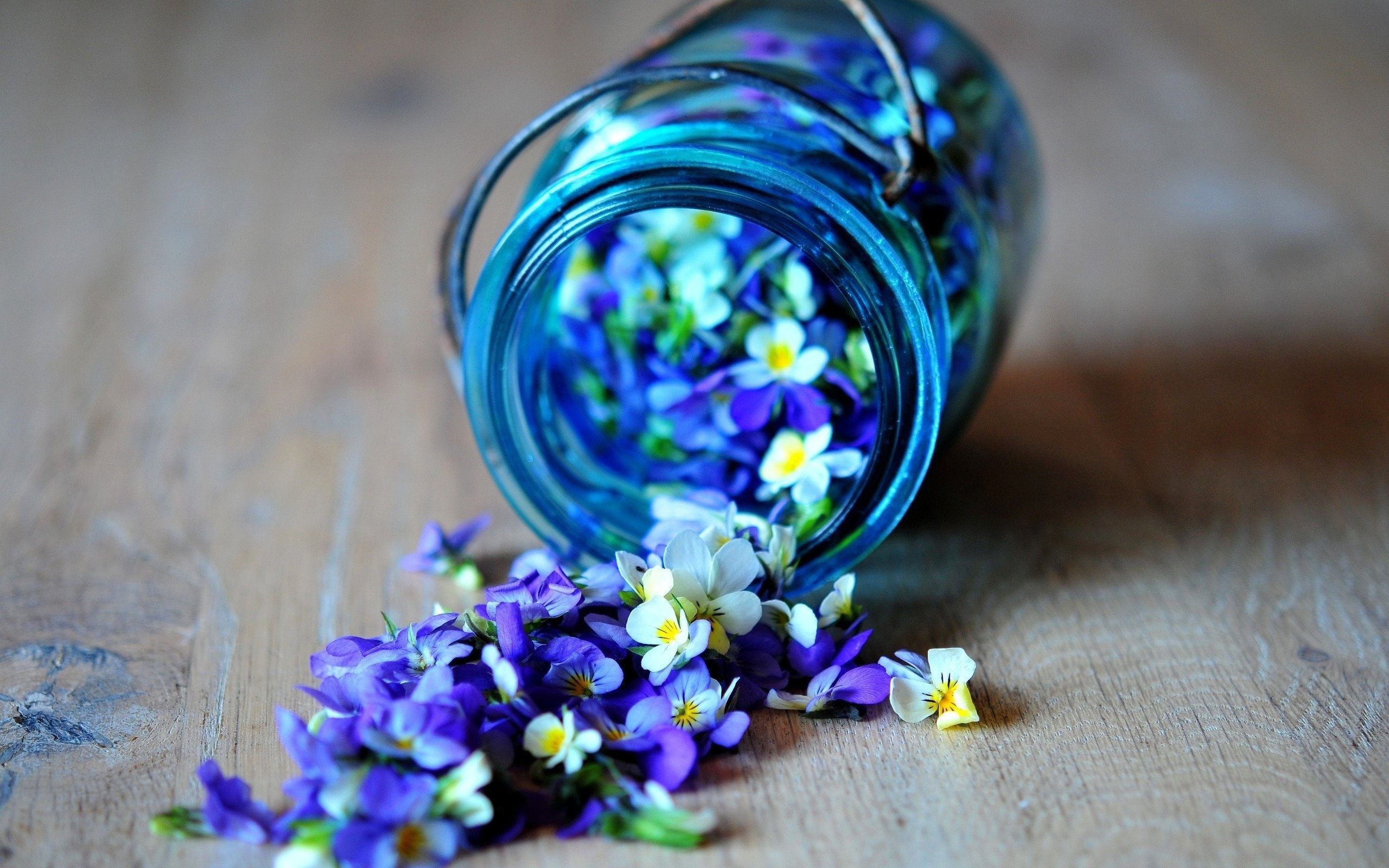 blue purple flowers