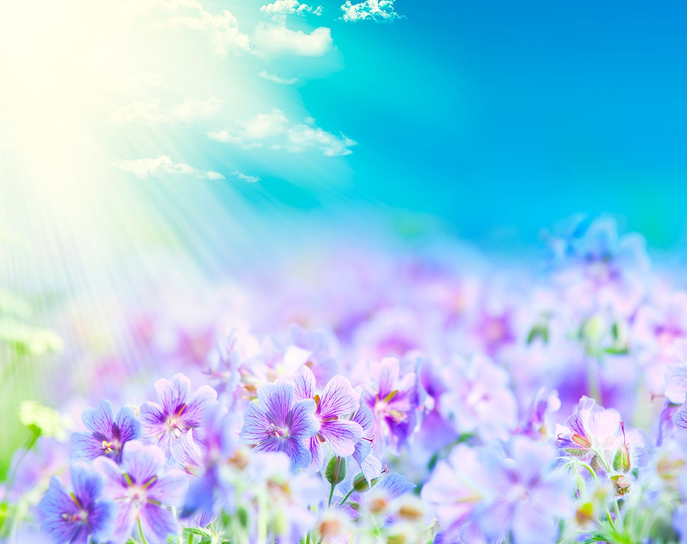 Blue sky with bright purple flowers 50090 Wallpaper