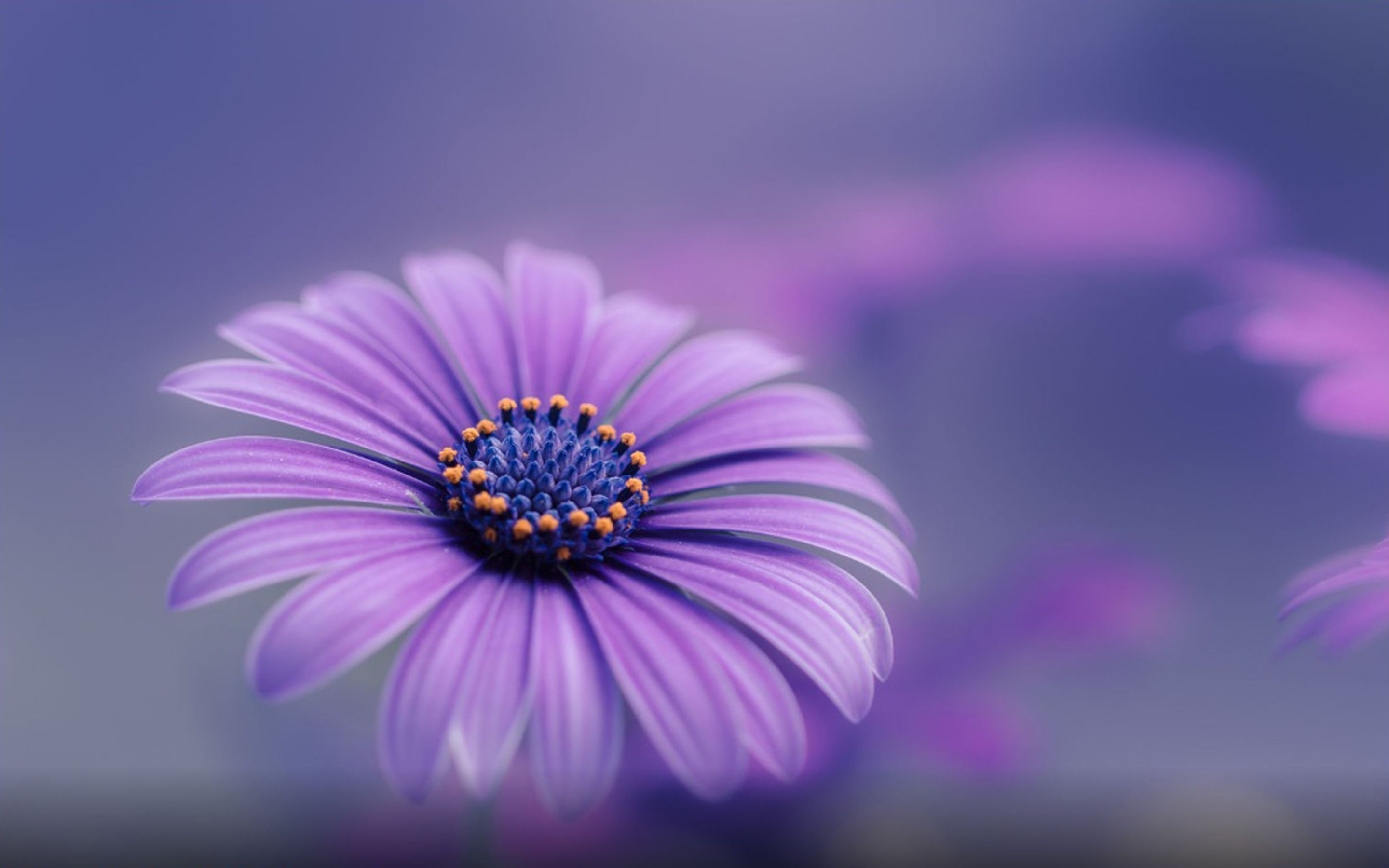 Purple Blue Flower HD Wallpaper For Mobile Phones And Computers