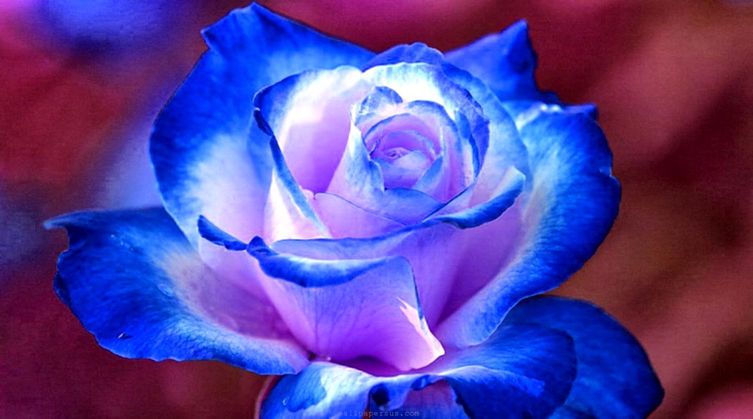 Hd Wallpaper Desktop Blue Flower HD Wallpaper Sweet