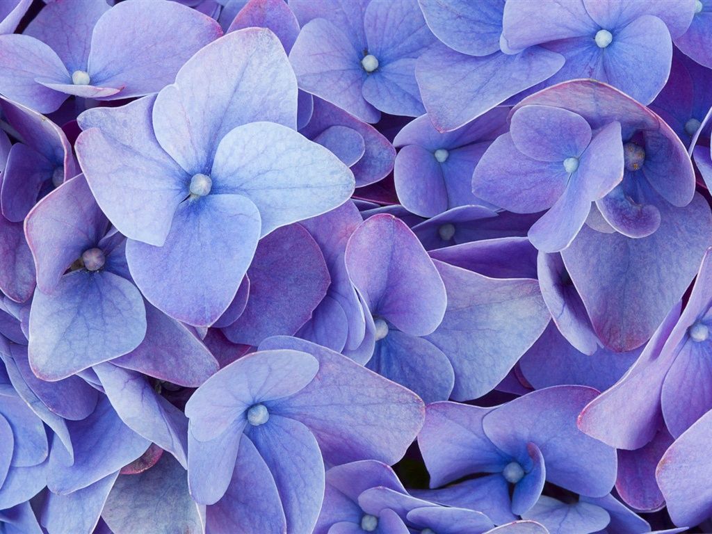 Blue Four Petals Flowers 640x1136 IPhone 5 5S 5C SE Wallpaper