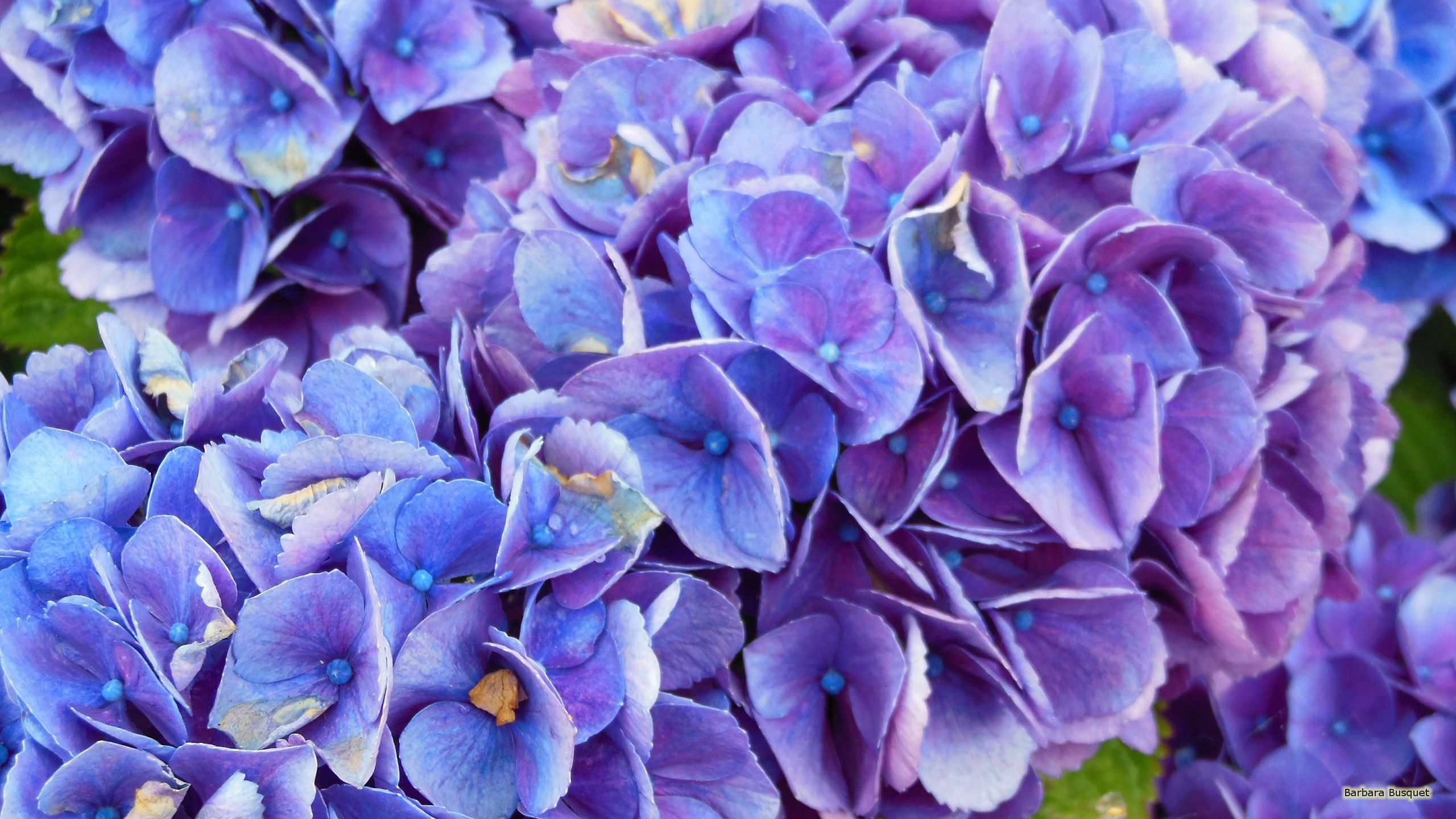 Purple Blue Flowers Image. Top Collection of different types