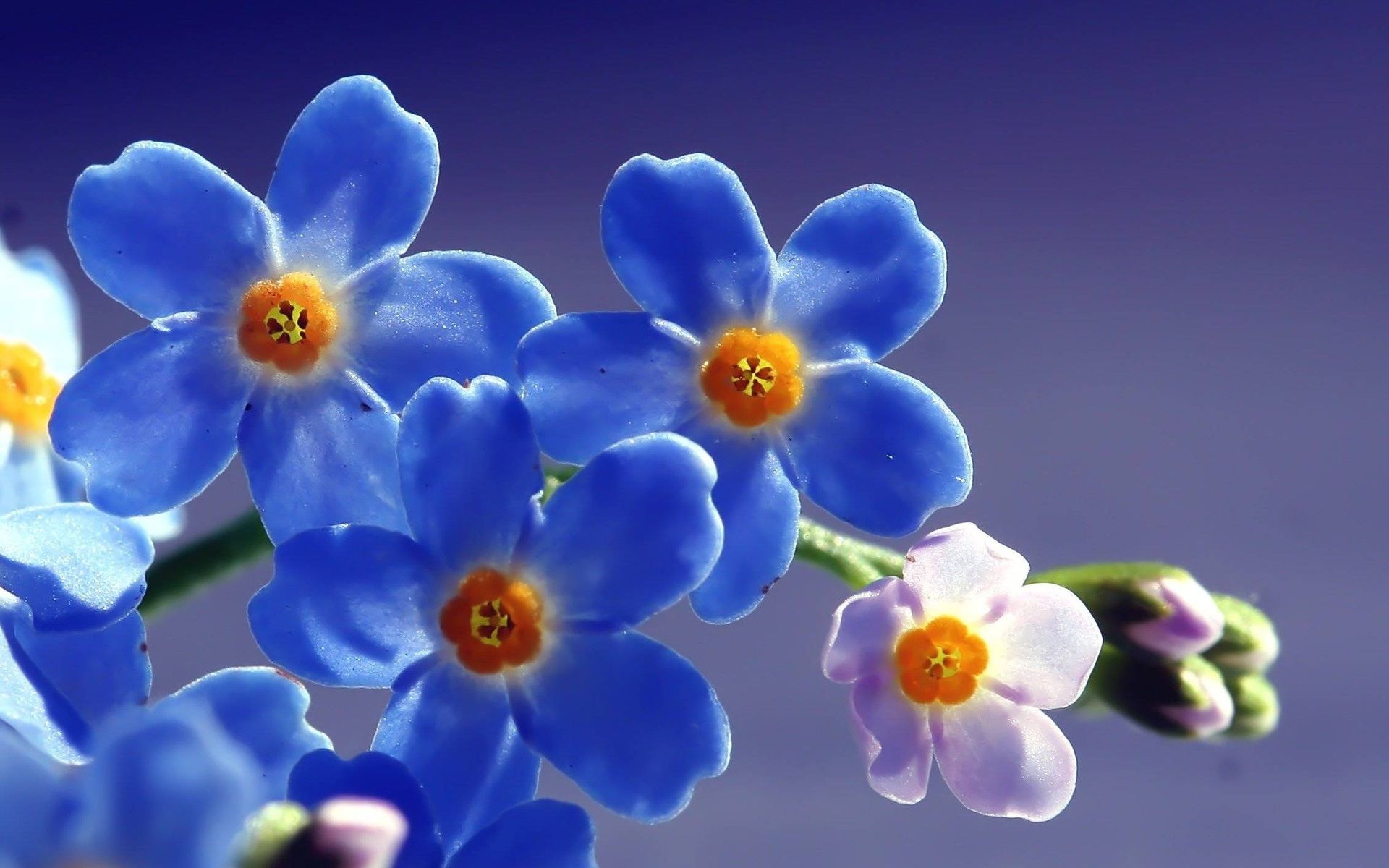 Blue flowers image as a beautiful computer wallpaper