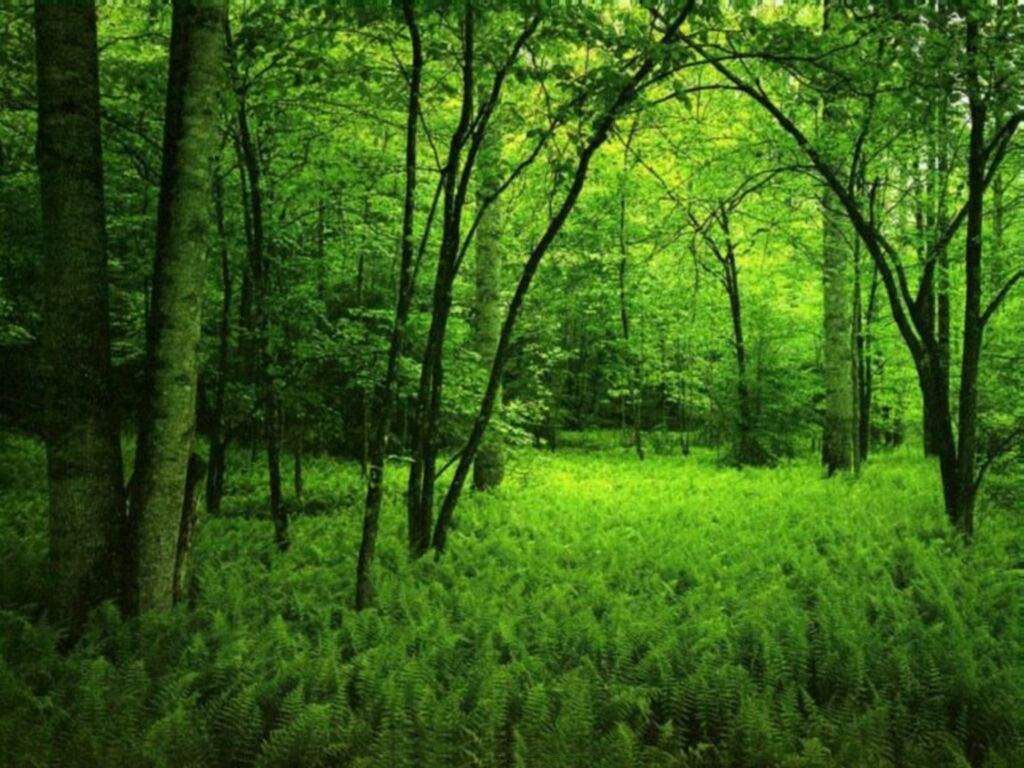 Green Forest Wallpaper HD
