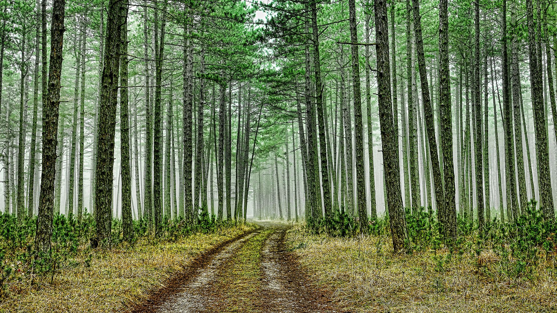 Green Forest Road Laptop Background