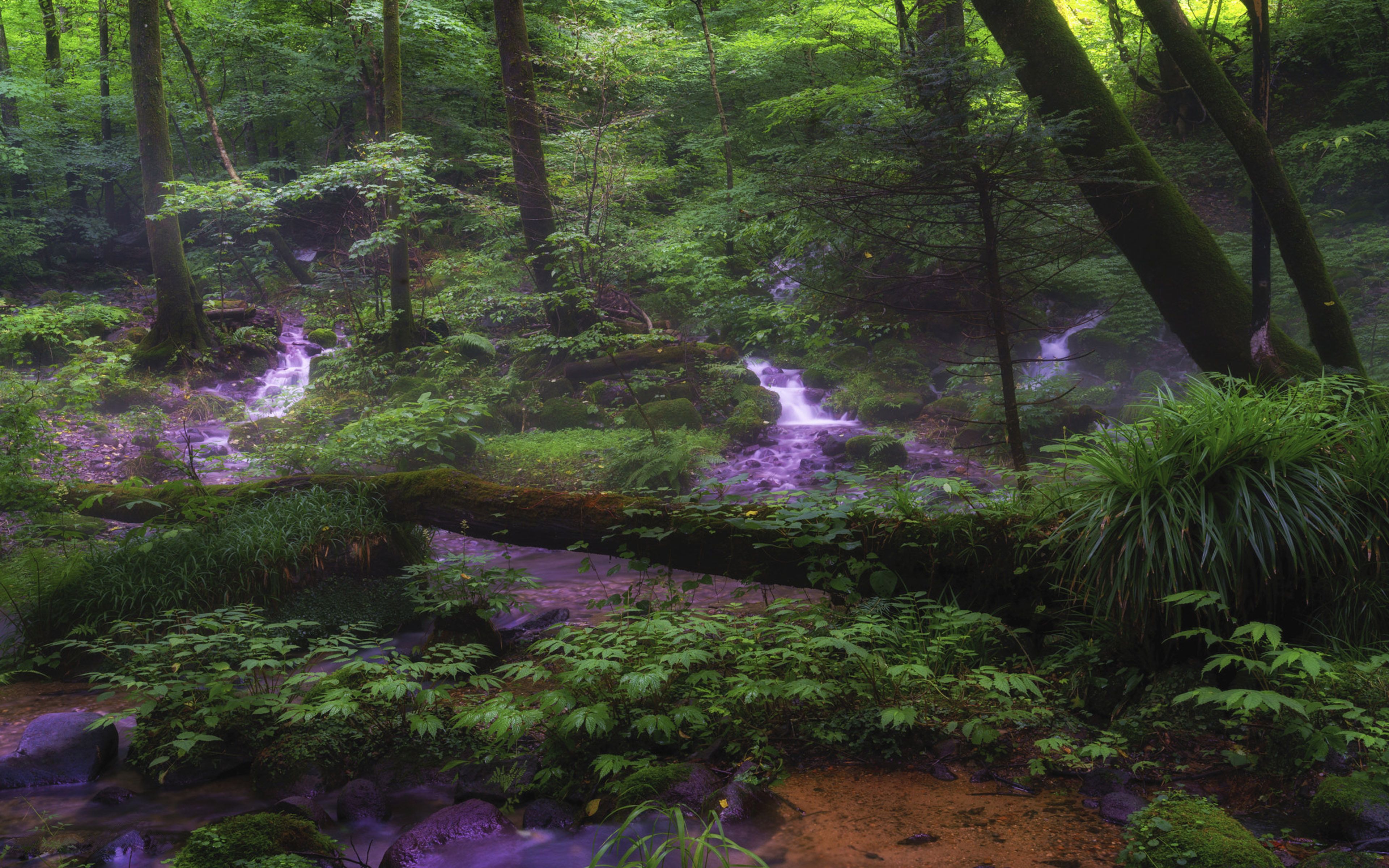 Syohjinsawa Tochigi Japan Water Green Forest Trees Bushes Fern 4k