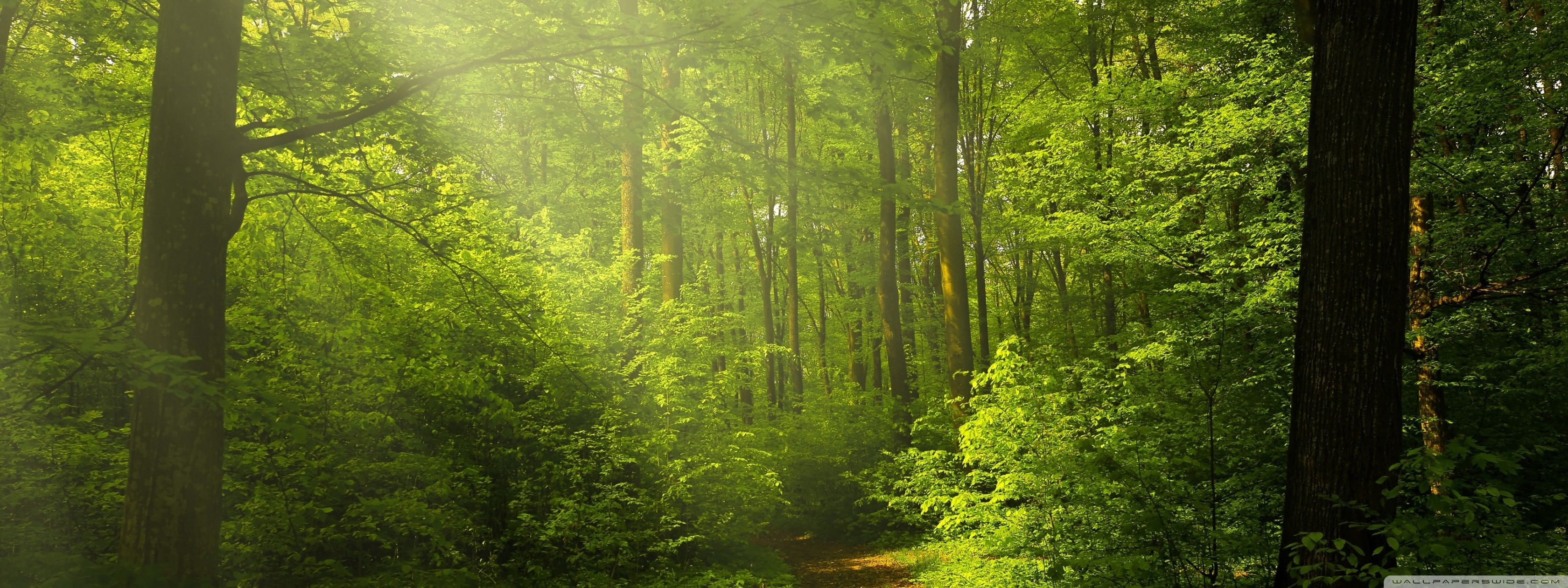 Beautiful Nature Image, Green Forest Ultra HD Desktop Background