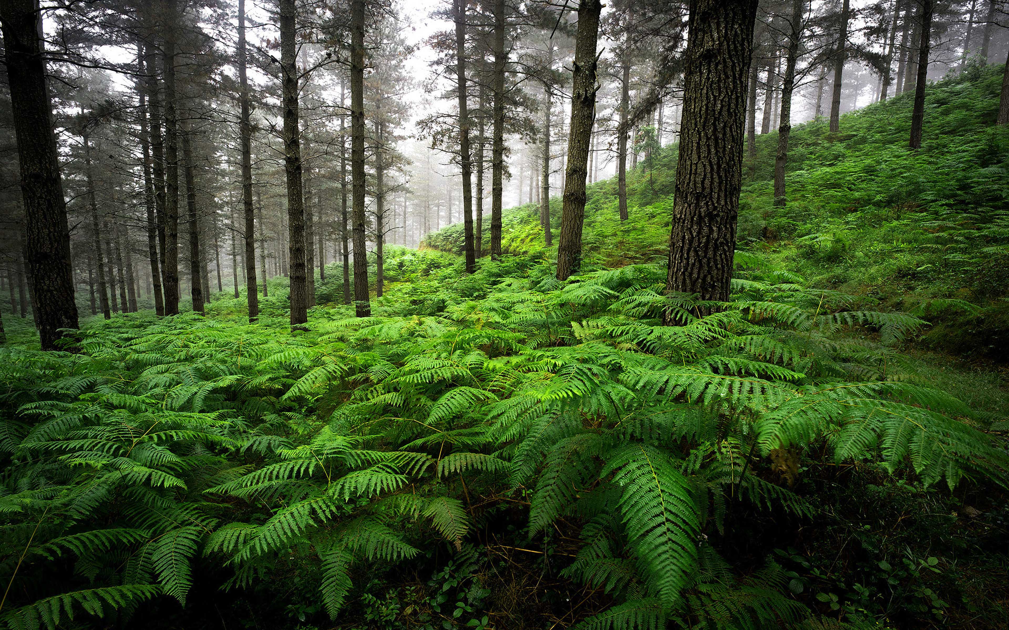 Landscape Forest Old Pine Trees Overgrown With Thick Green Fern