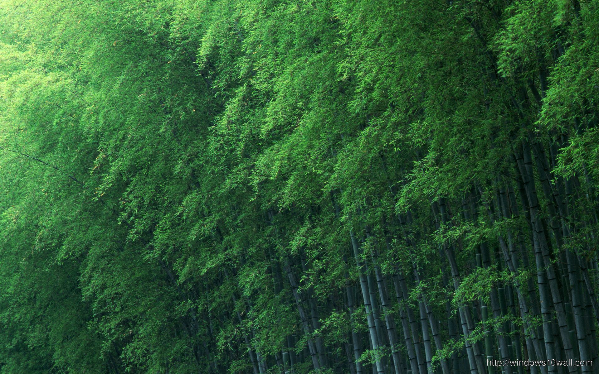 Bamboo Forest Green Wallpaper 10 Wallpaper