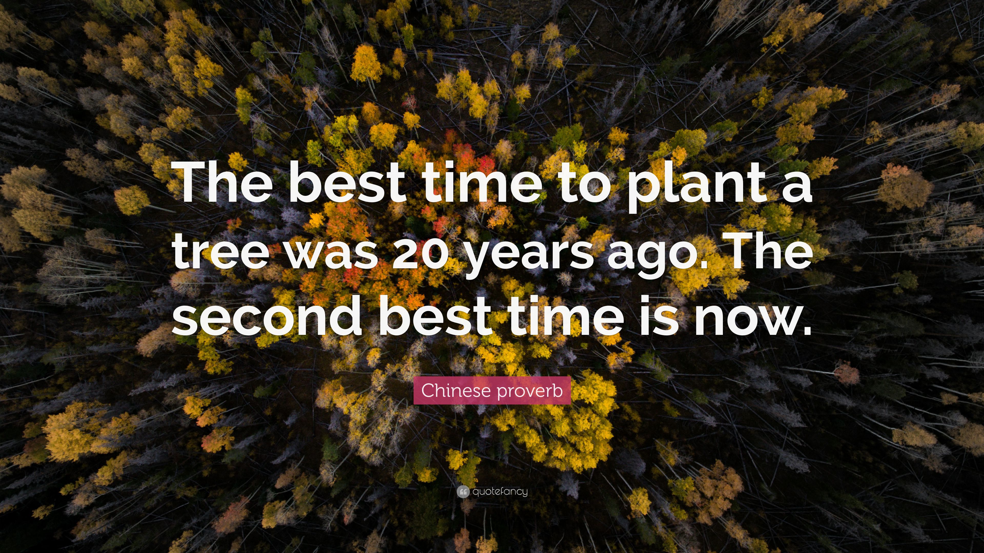 Chinese proverb Quote: “The best time to plant a tree was 20 years