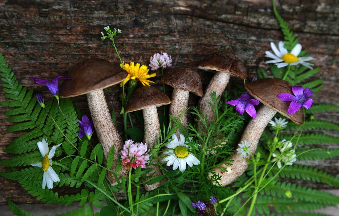 Flowers And Mushrooms Wallpapers Wallpaper Cave