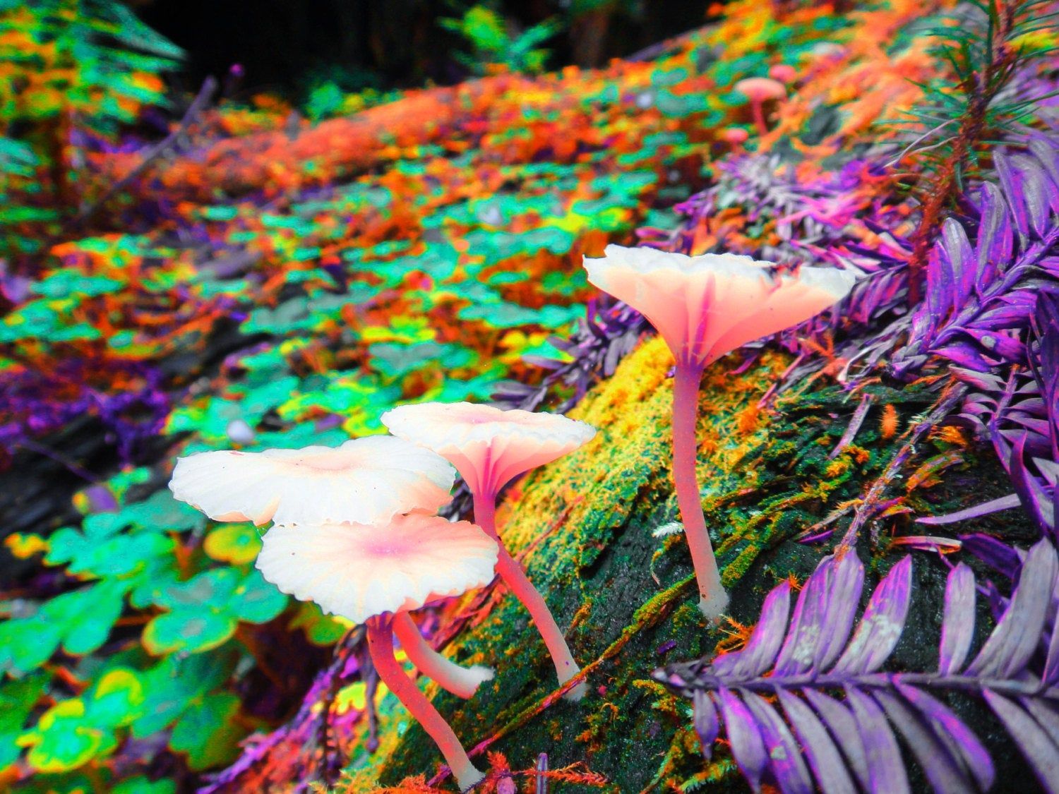 Neon Trippy Mushrooms Wallpaper. Trippy