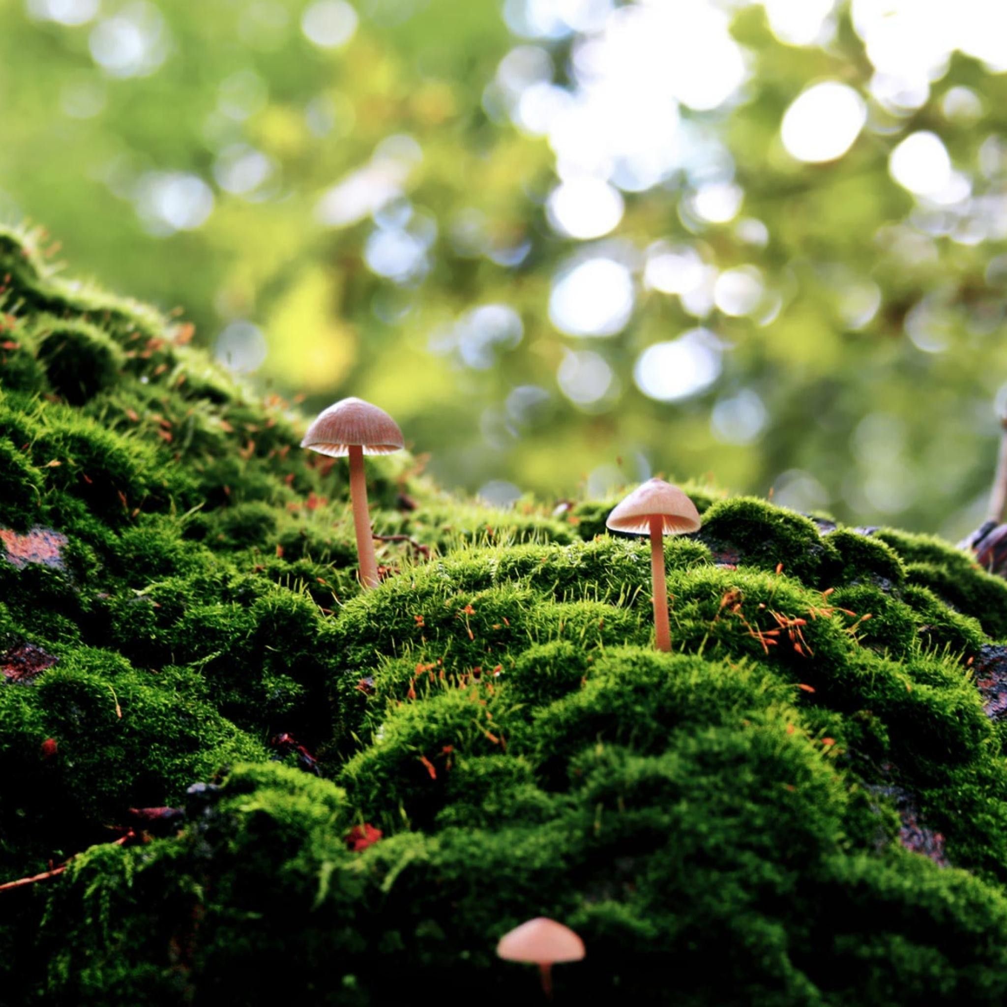 Flowers And Mushrooms Wallpapers Wallpaper Cave