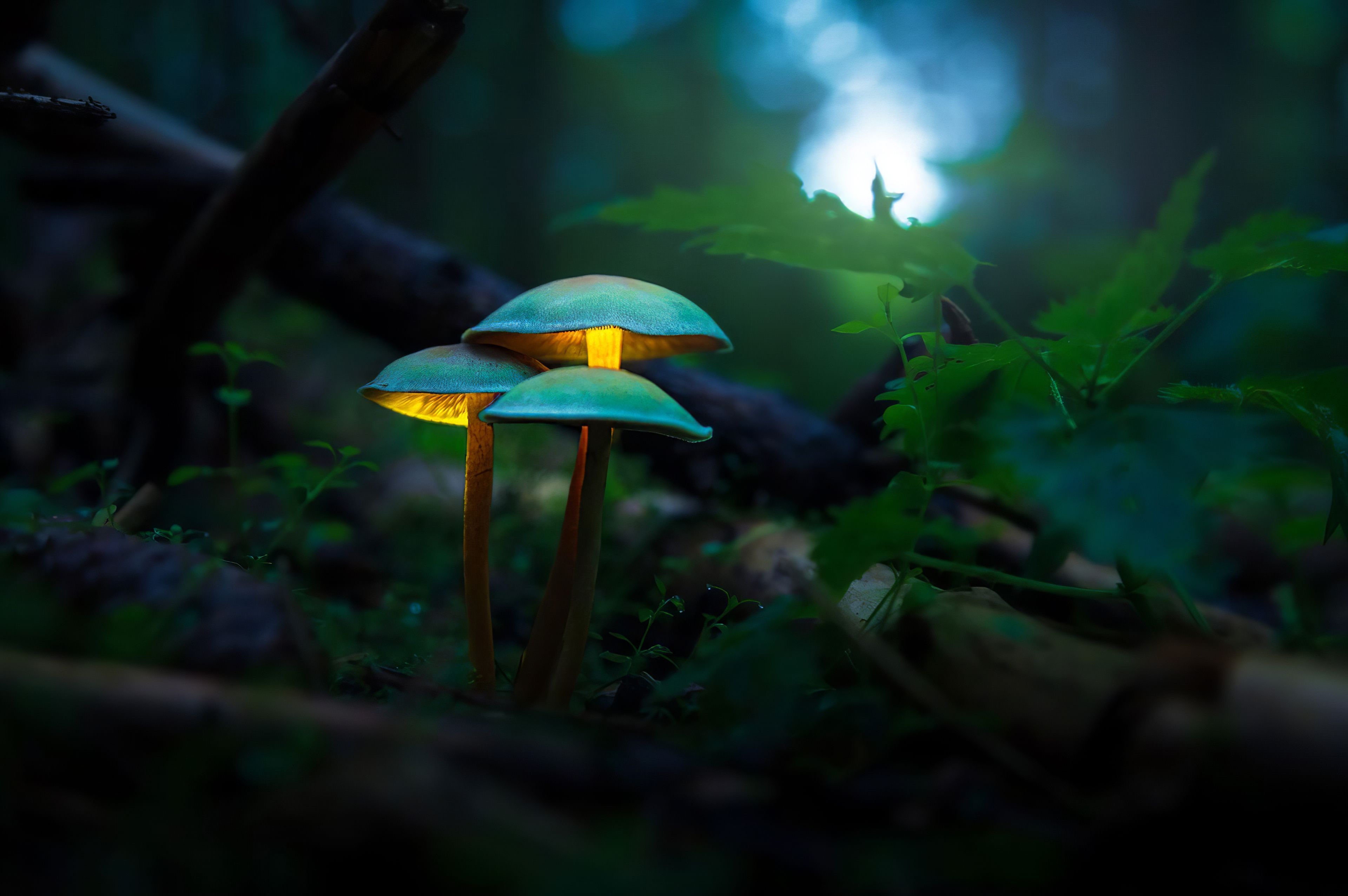 Mushroom Plants Glowing 4k 1600x1200 Resolution HD 4k Wallpaper, Image, Background, Photo and Picture