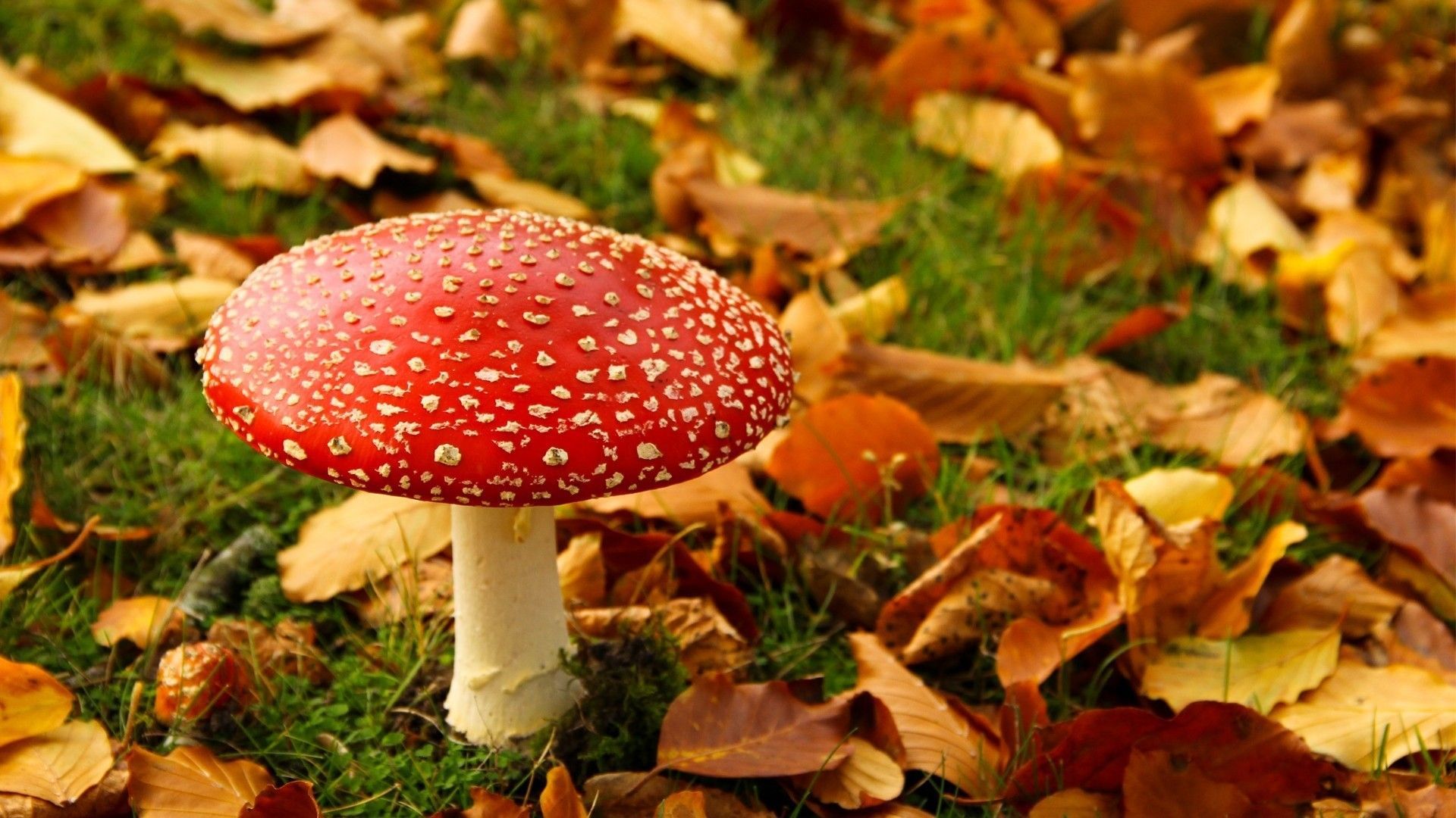 Cute Mushroom Wallpaper