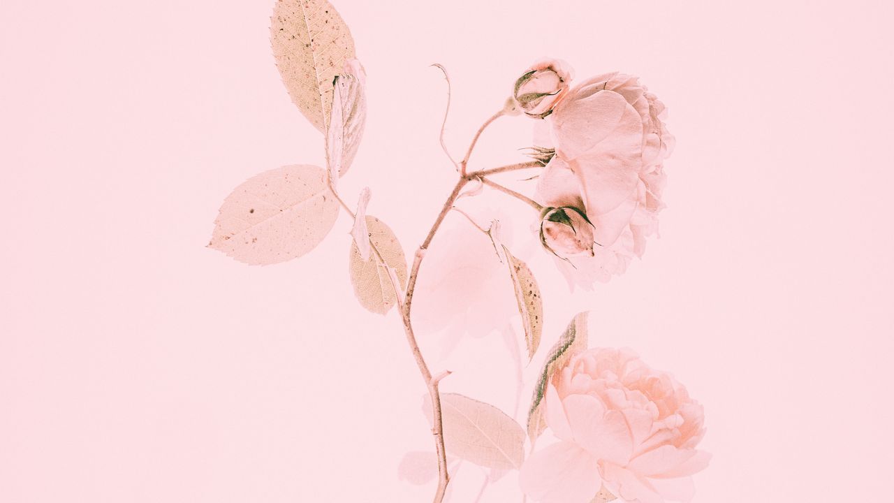 Wallpaper rose, pink, flower, branch, minimalism hd, picture, image