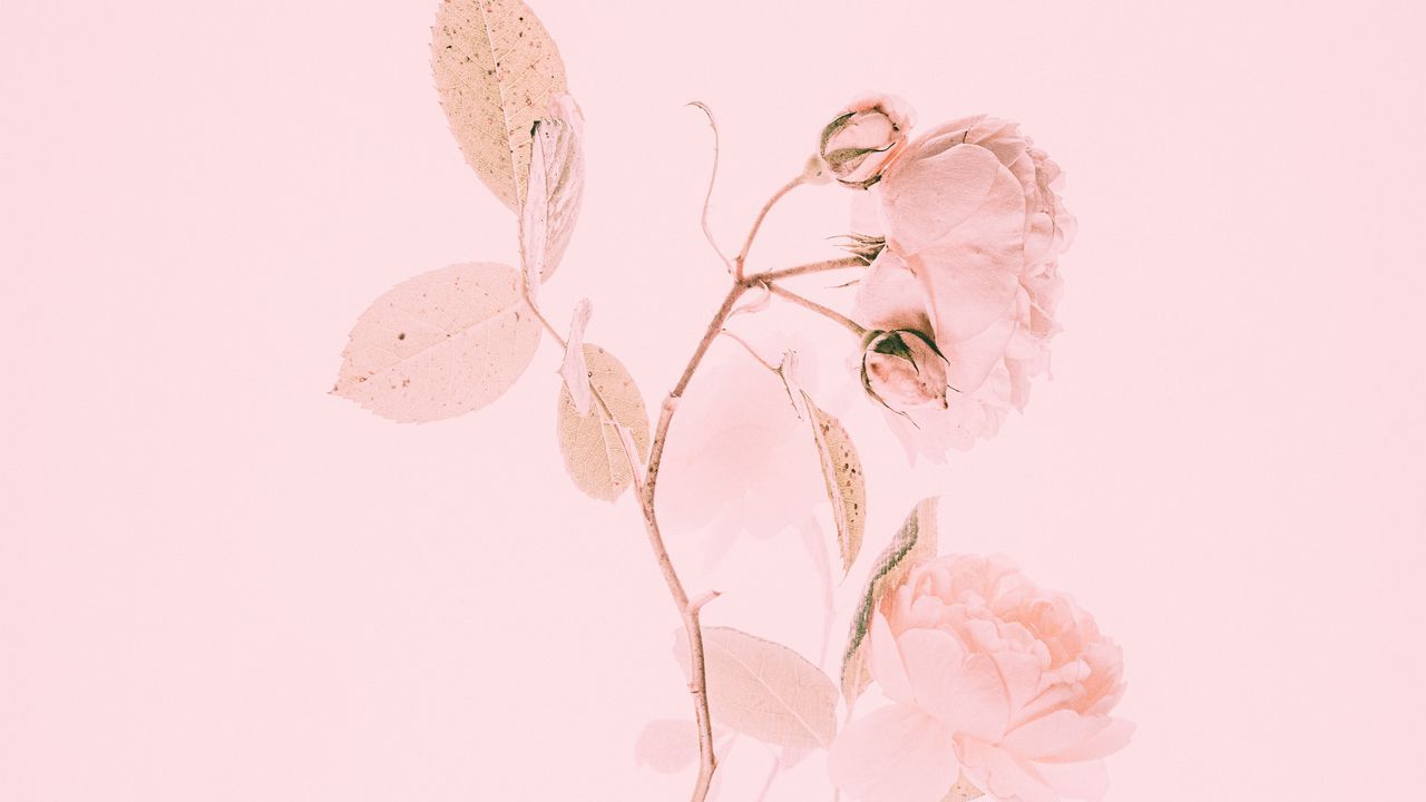 Minimalist Flowers Drawing Wallpapers Wallpaper Cave 