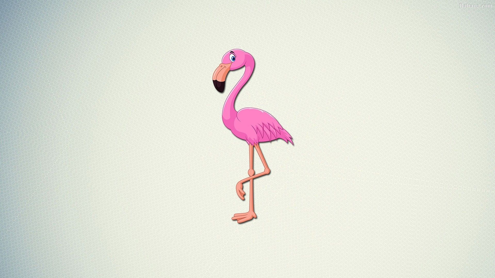 mrflimflam flamingo